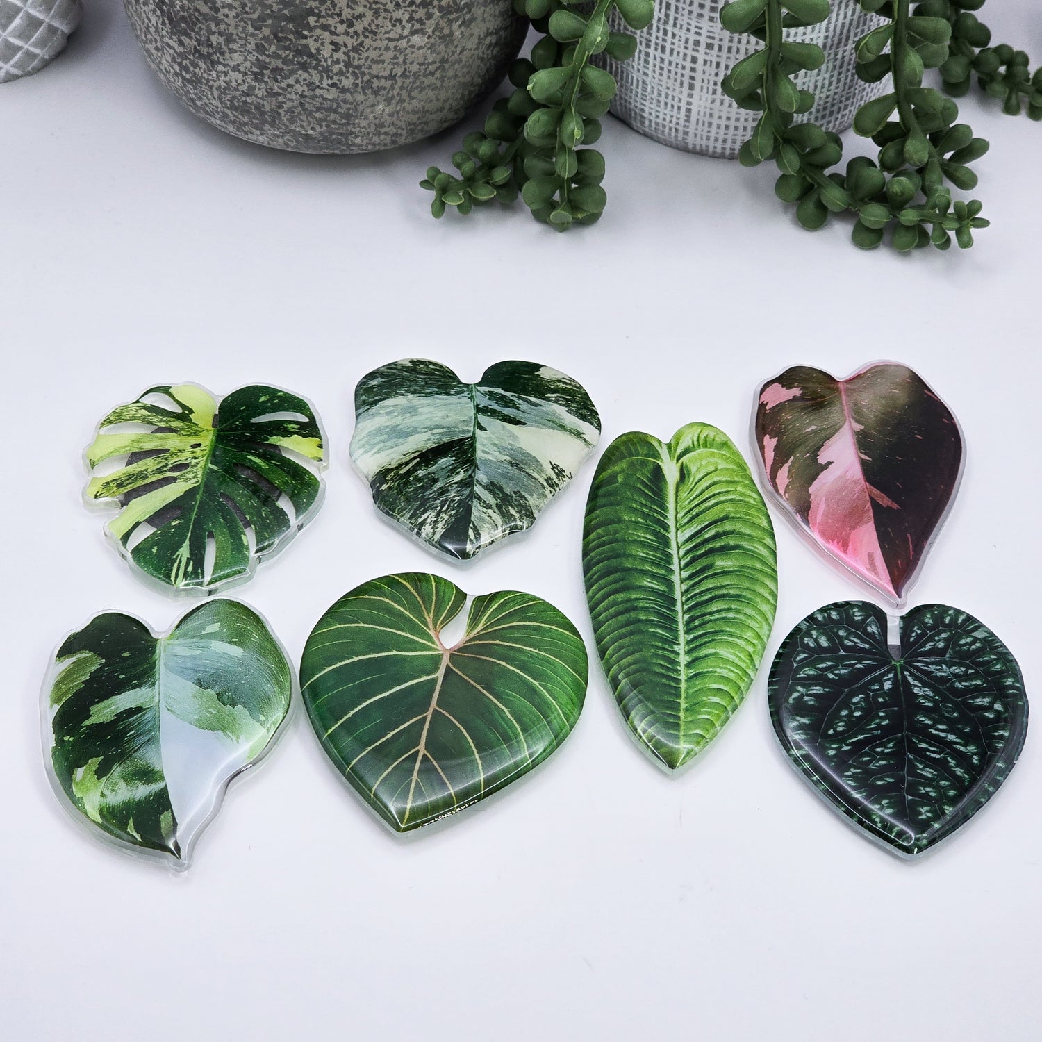 Rare Variegated Houseplant leaf Fridge Magnets 7 to choose from