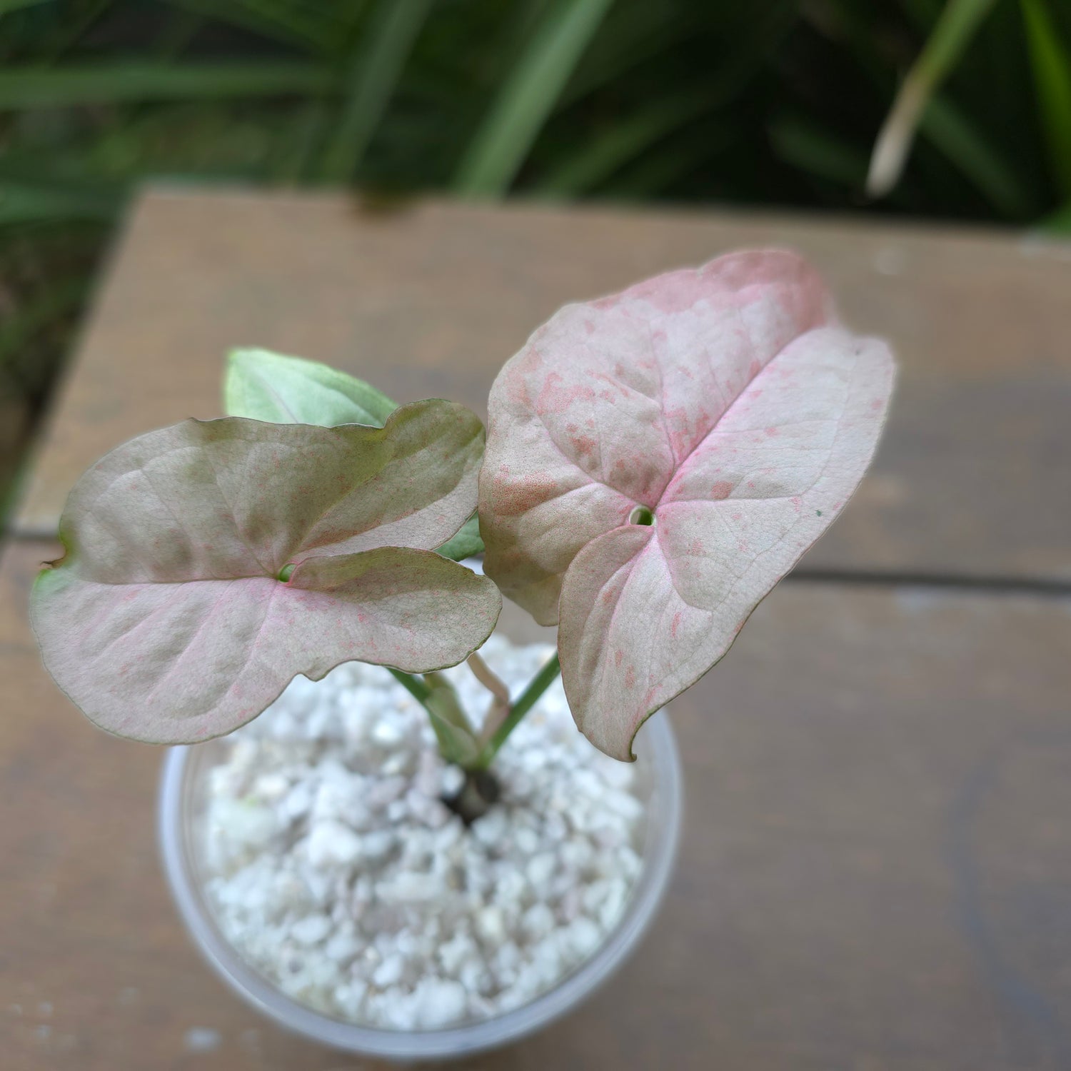 Rare Syngonium Pinkspot variegated established Plant non tc (A)