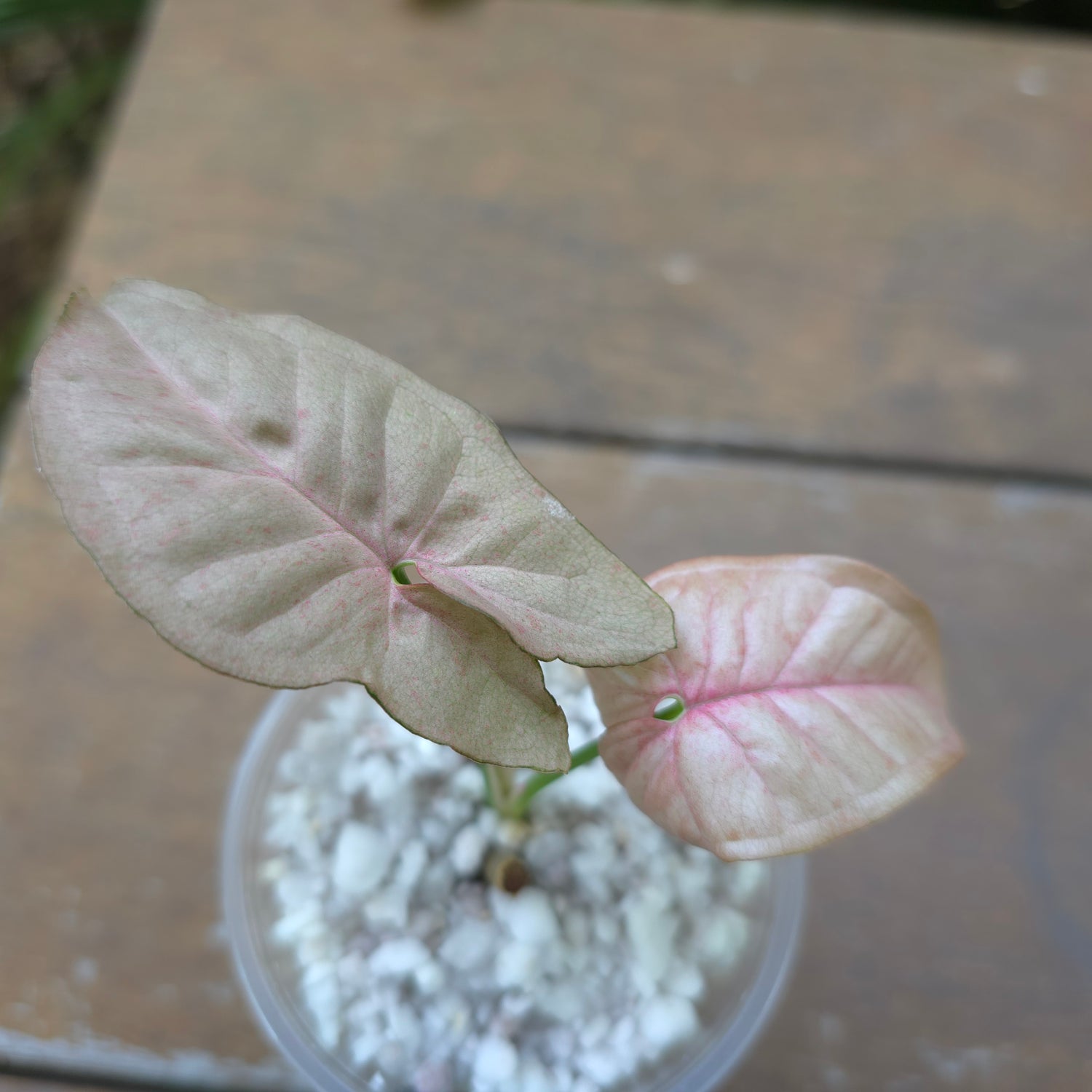 Rare Syngonium Pinkspot established plant Non tc (B)