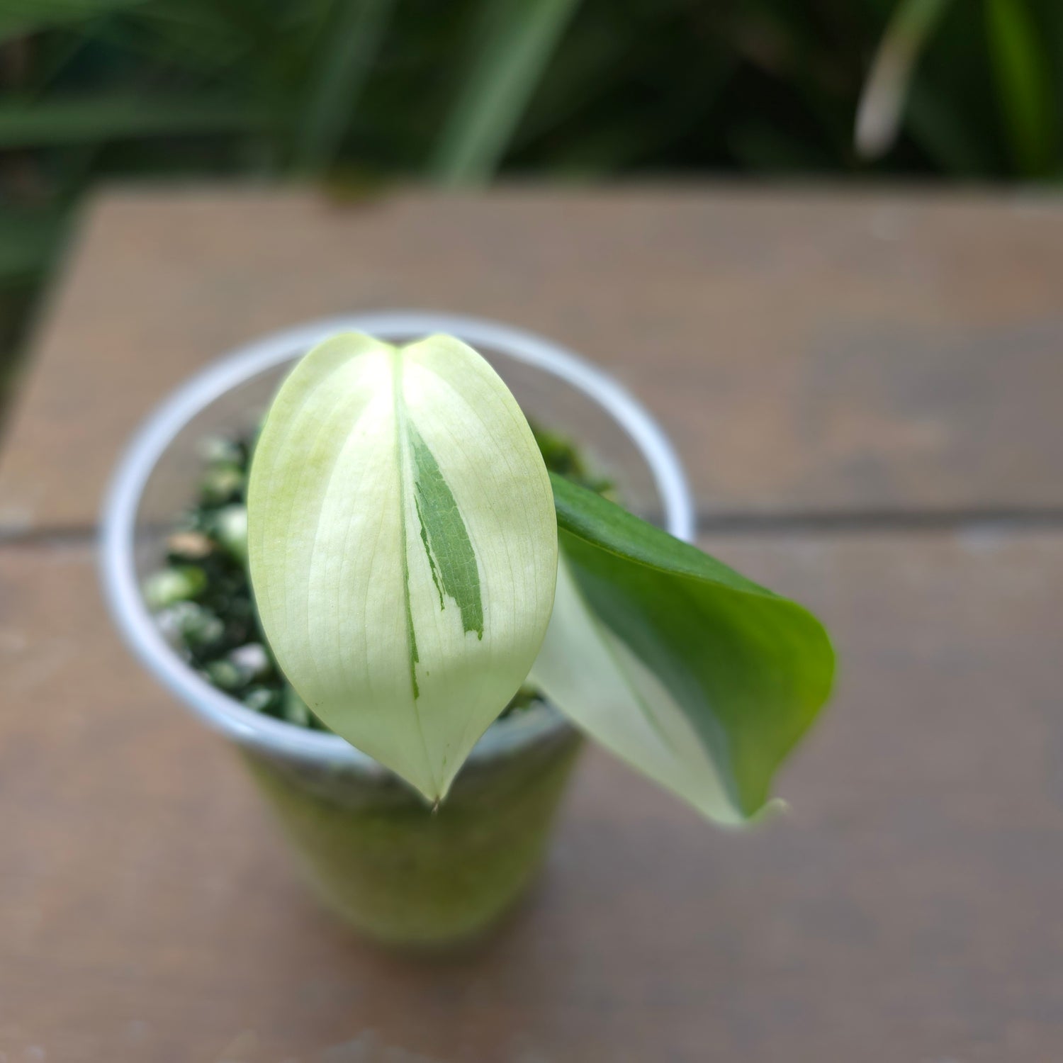 Super Rare Scindapsus Blue Albo Variegated little plant (A) non tc.