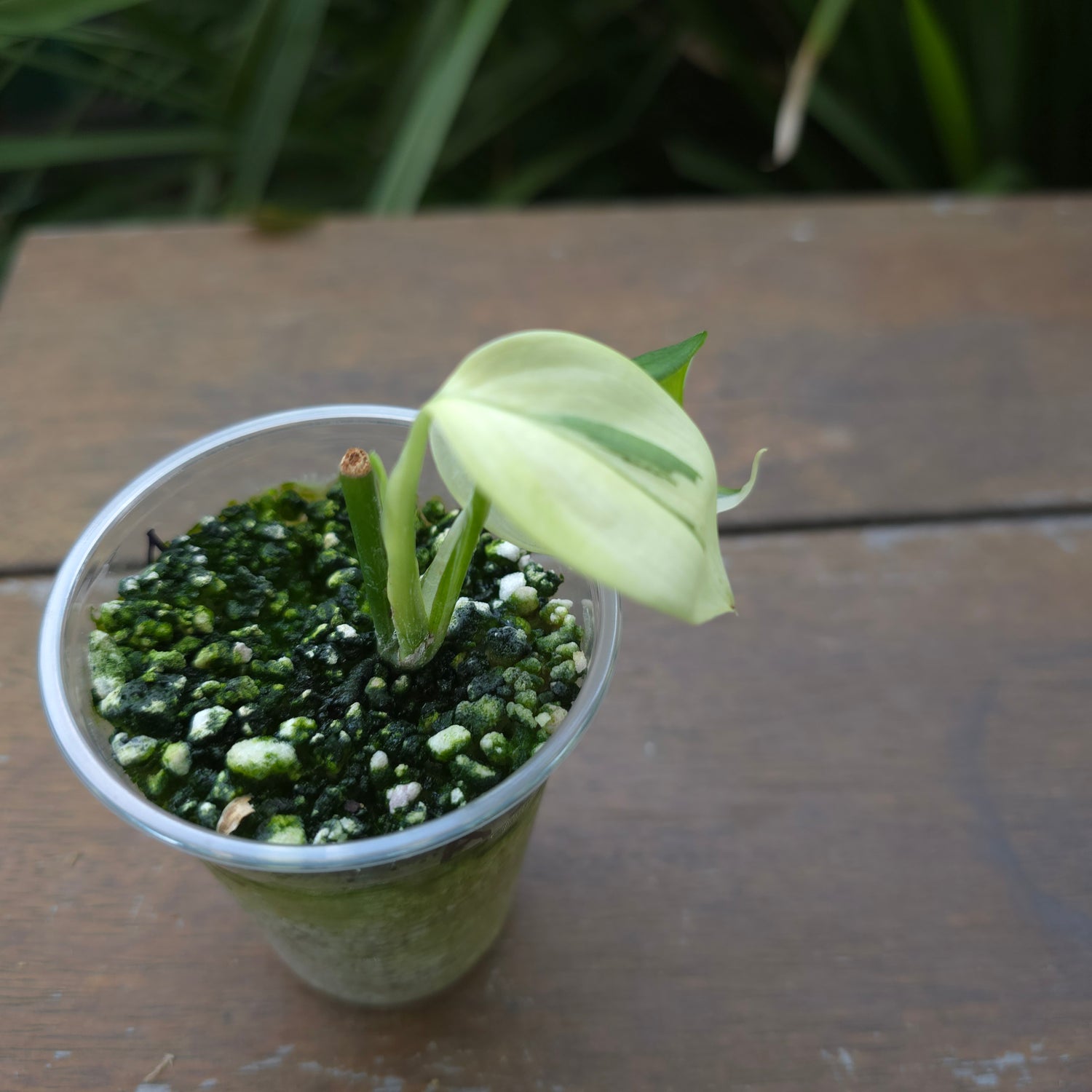 Super Rare Scindapsus Blue Albo Variegated little plant (A) non tc.