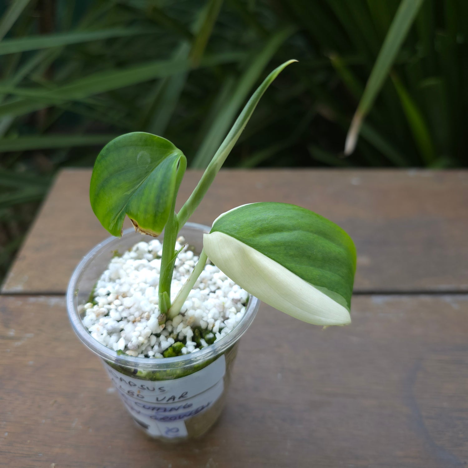 🌿Super Rare🌿Scindapsus Blue Albo Variegated litte plant (B) non tc