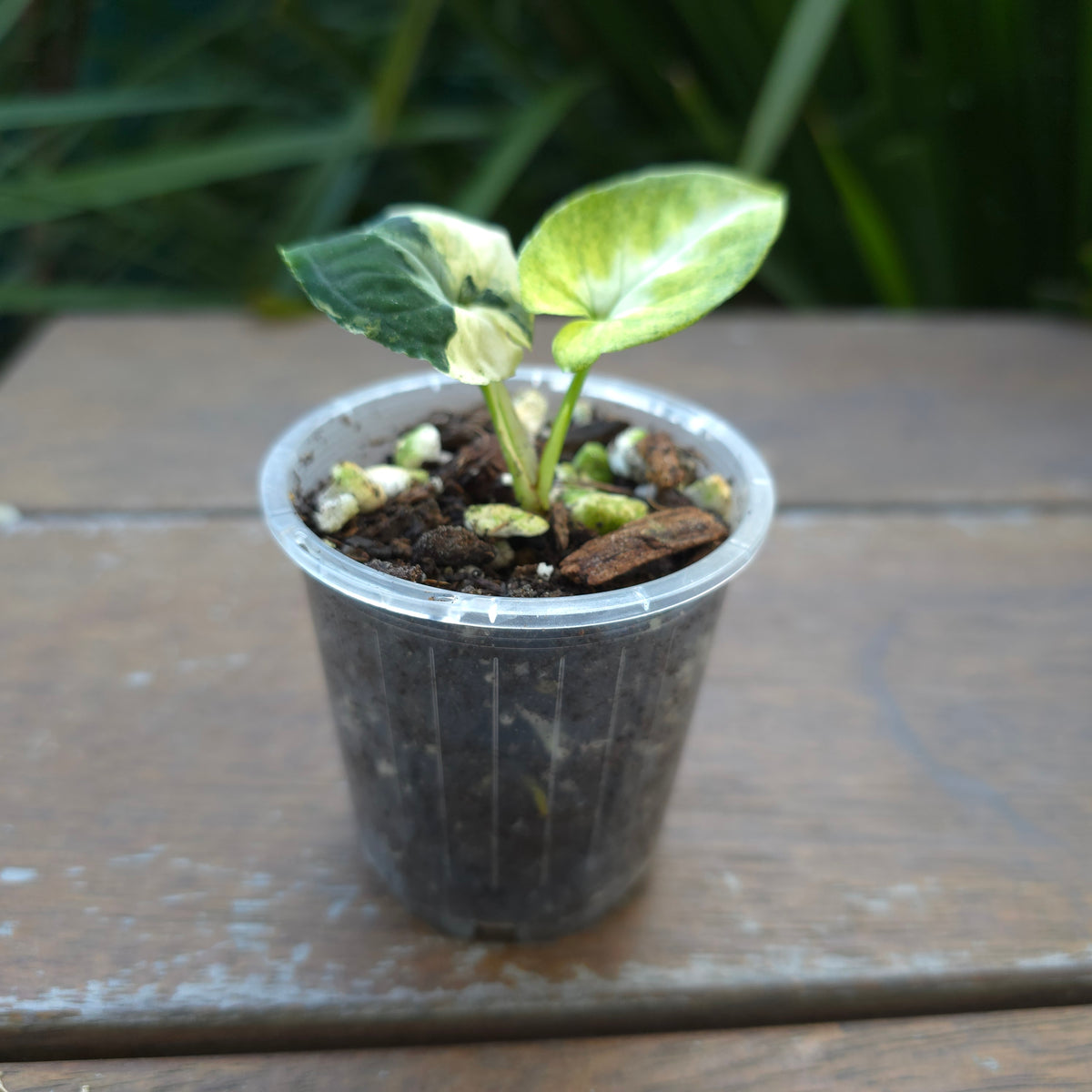 scrambled egg pothos 🌿Super Rare🌿 Syngonium Scrambled Eggs established baby plant non tc – My Plantasy