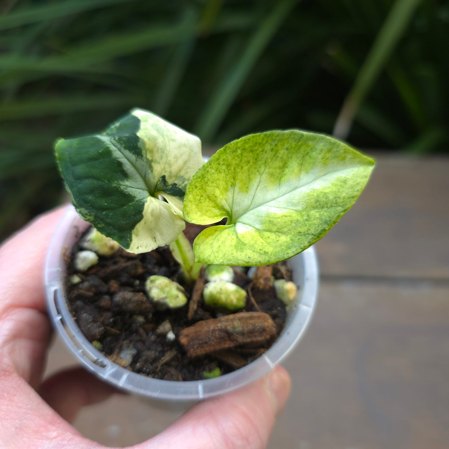 🌿Super Rare🌿 Syngonium Scrambled Eggs established baby plant non tc