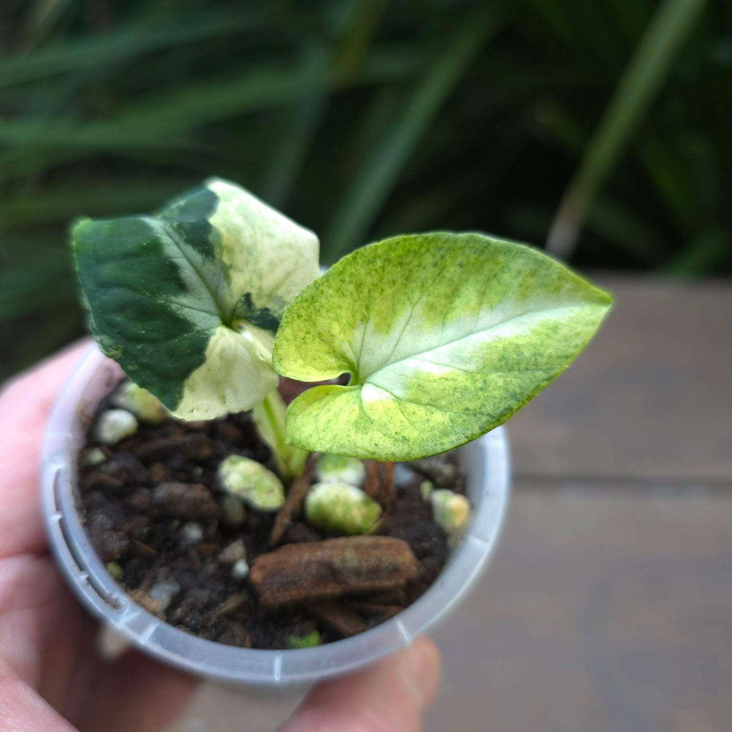 🌿Super Rare🌿 Syngonium Scrambled Eggs established baby plant non tc