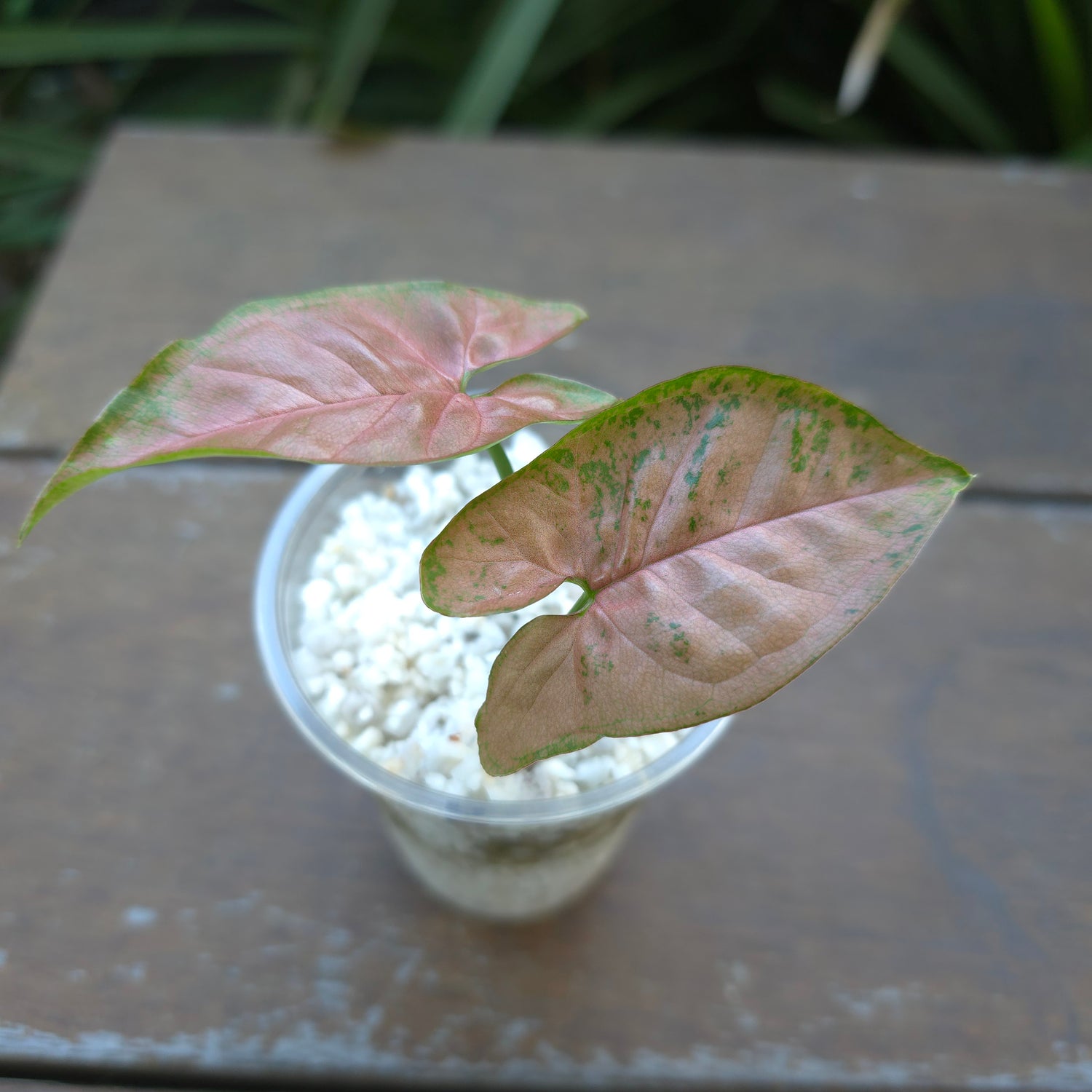 Rare Syngonium Pink Flecked established Plant, 2 growths (B) non tc