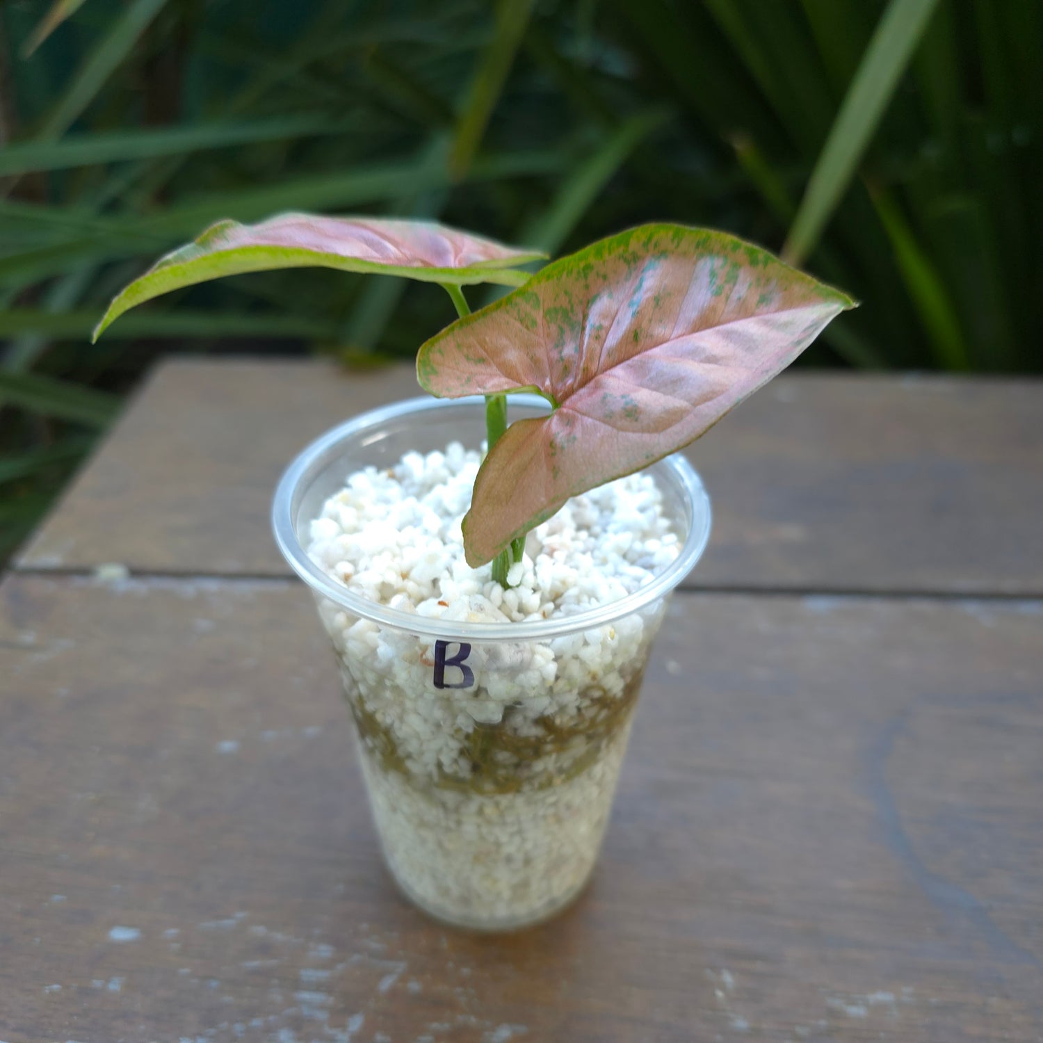 Rare Syngonium Pink Flecked established Plant, 2 growths (B) non tc