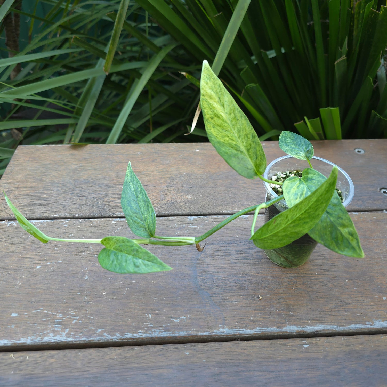 Rare Epipremnum Pinnatum Mint variegated established plant