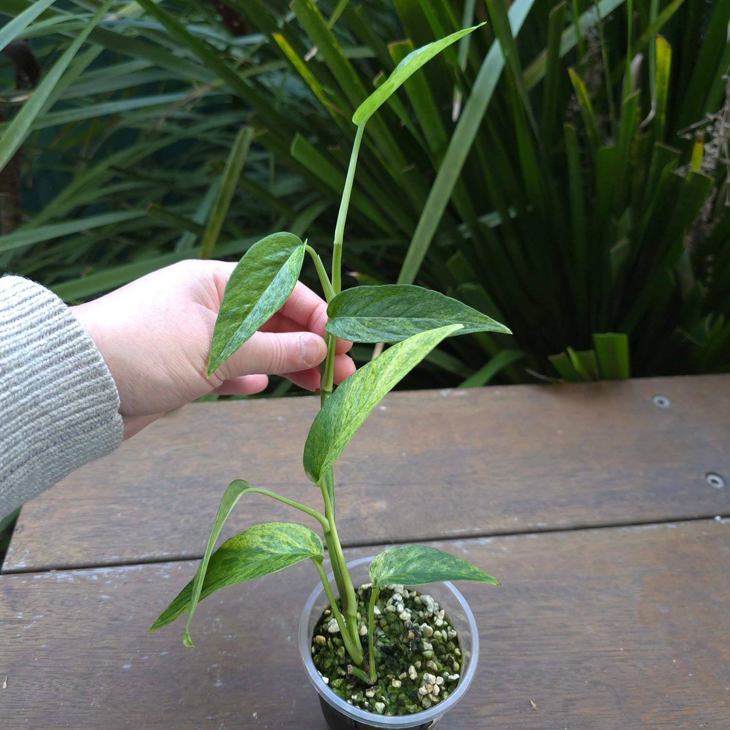 Rare Epipremnum Pinnatum Mint variegated established plant