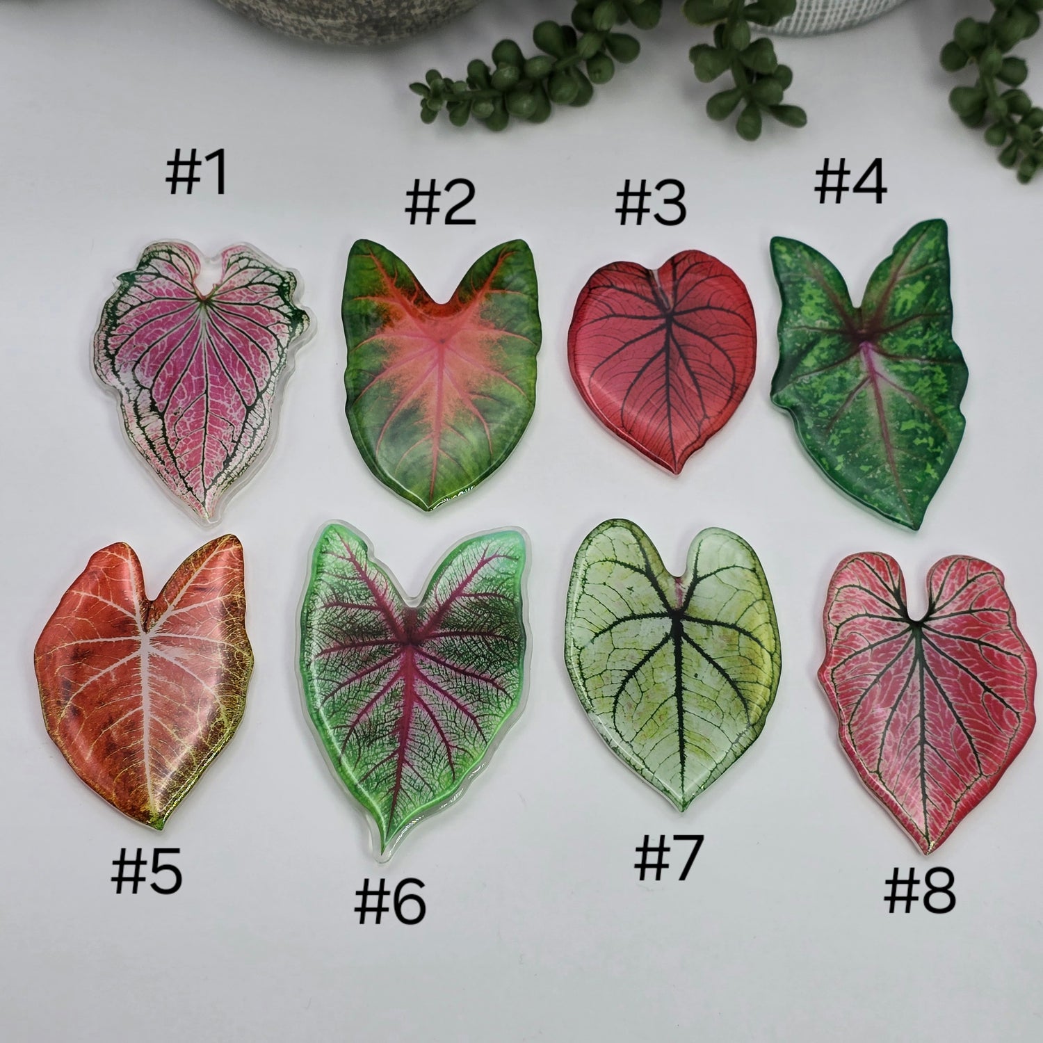 Caladium Acrylic Fridge Magnets - 8 to choose from