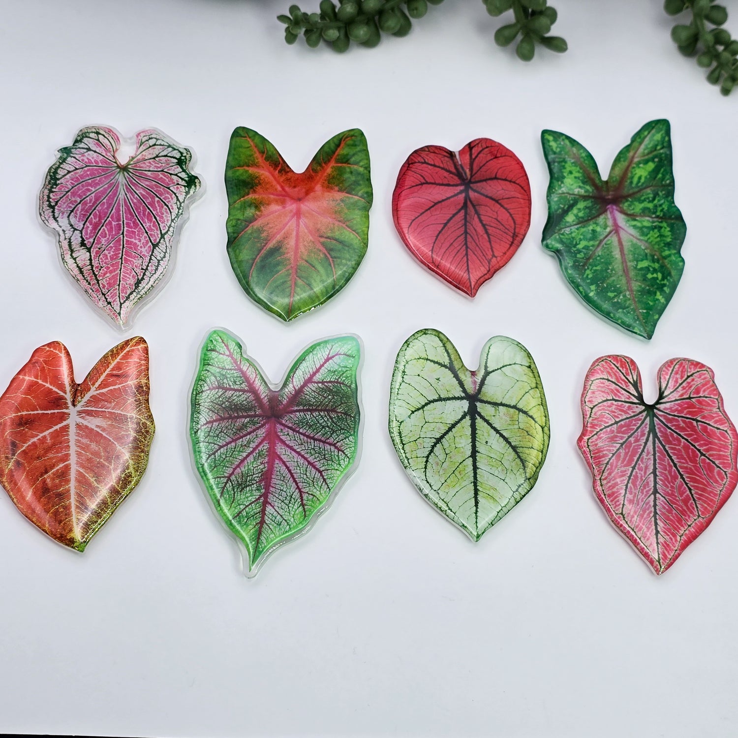 Caladium Acrylic Fridge Magnets - 8 to choose from