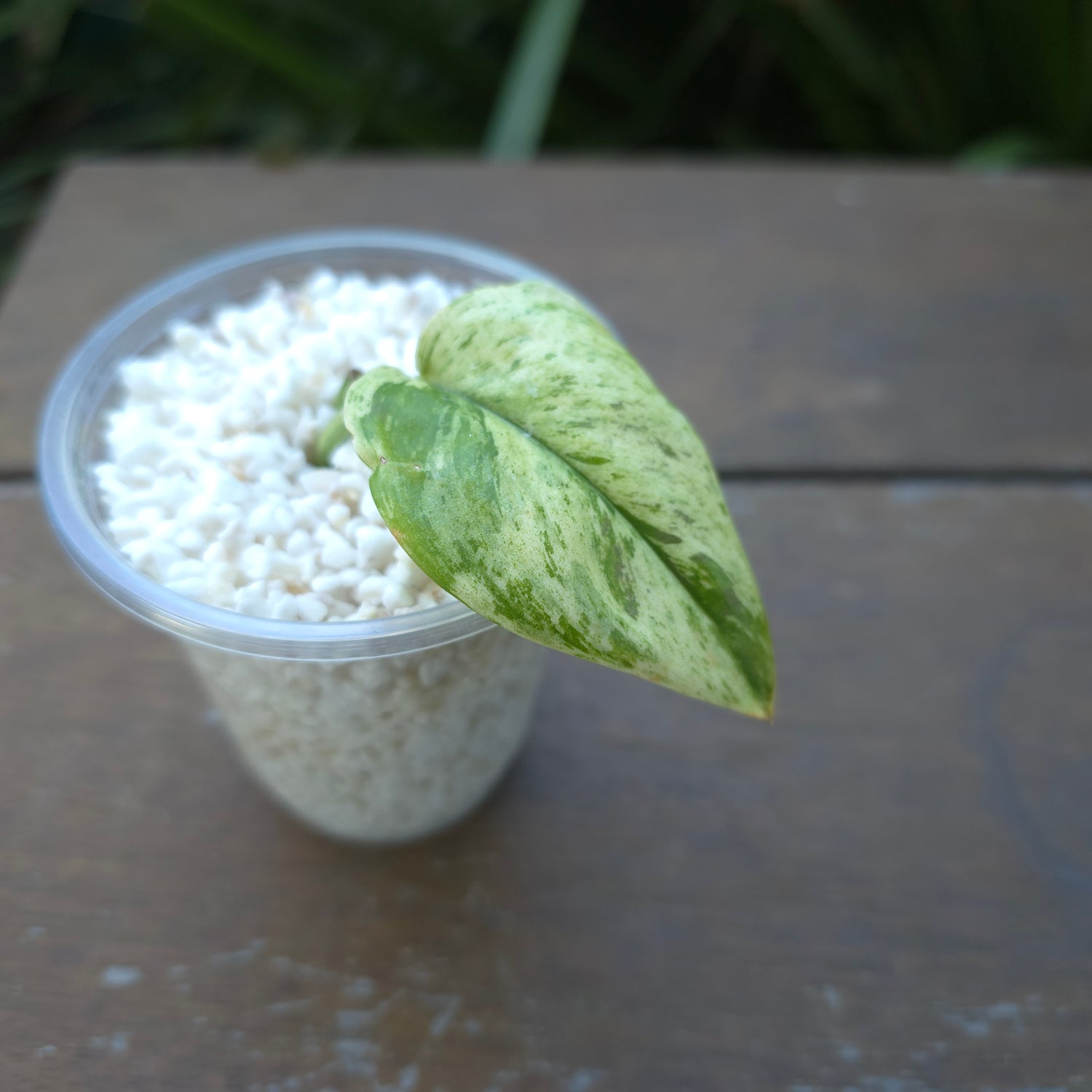 Super Rare Scindapsus Treubii Moonlight Marble variegated rooted cutting