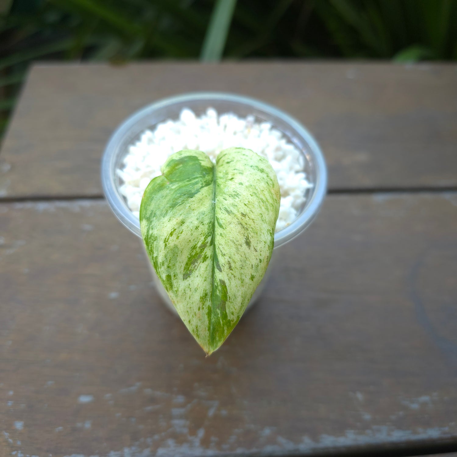 Super Rare Scindapsus Treubii Moonlight Marble variegated rooted cutting