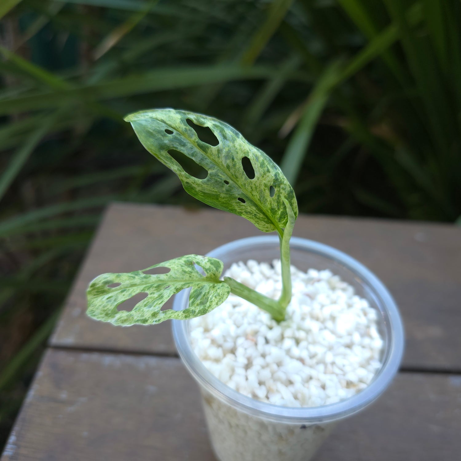 Rare Monstera Adansonii Mottled / Mint variegated established Plant (B) non tc