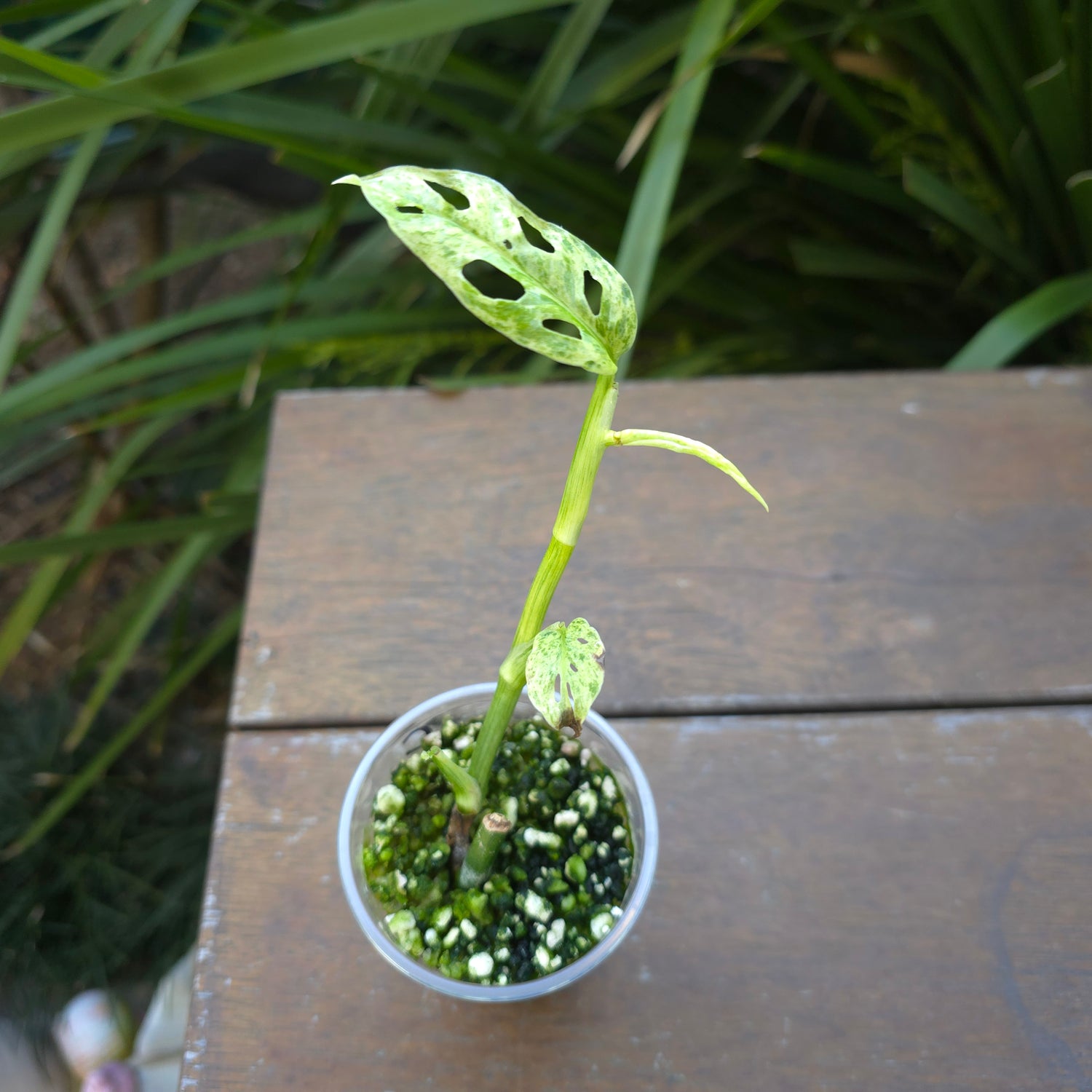 Rare Monstera Adansonii Mottled swissy variegated established plant non tc (C)