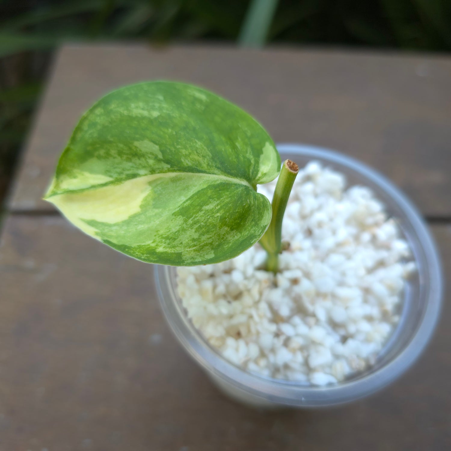 Rare Scindapsus Jade Satin Aurea variegated established 2 node cutting (B) Non TC