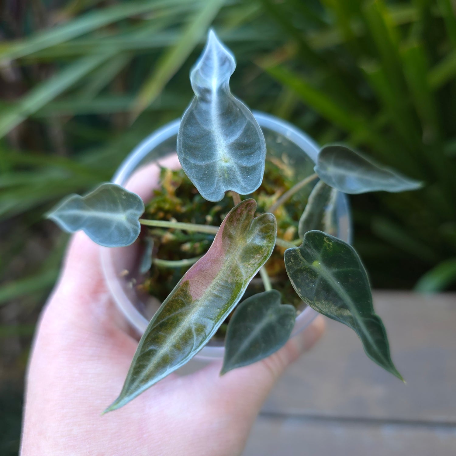 UPDATED PICS🌿Super Rare🌿Alocasia Bambino Variegated baby plant Non TC.