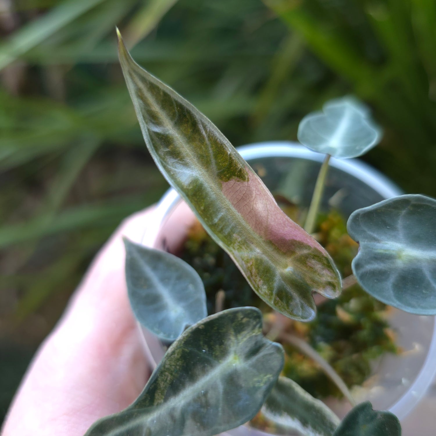 UPDATED PICS🌿Super Rare🌿Alocasia Bambino Variegated baby plant Non TC.