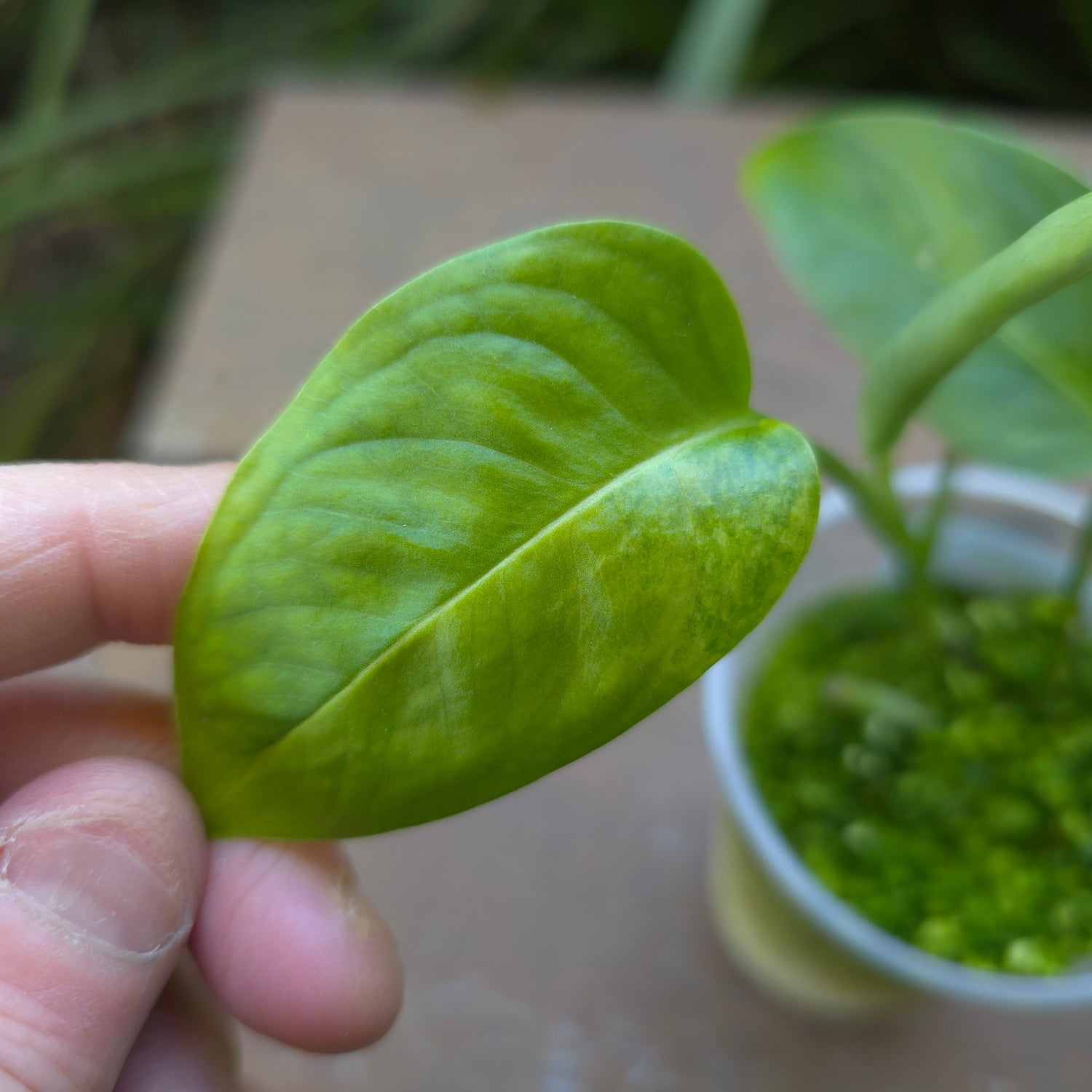 UPDATED PICS🌿SUPER RARE🌿 Monstera Laniata AUREA Variegated small plant