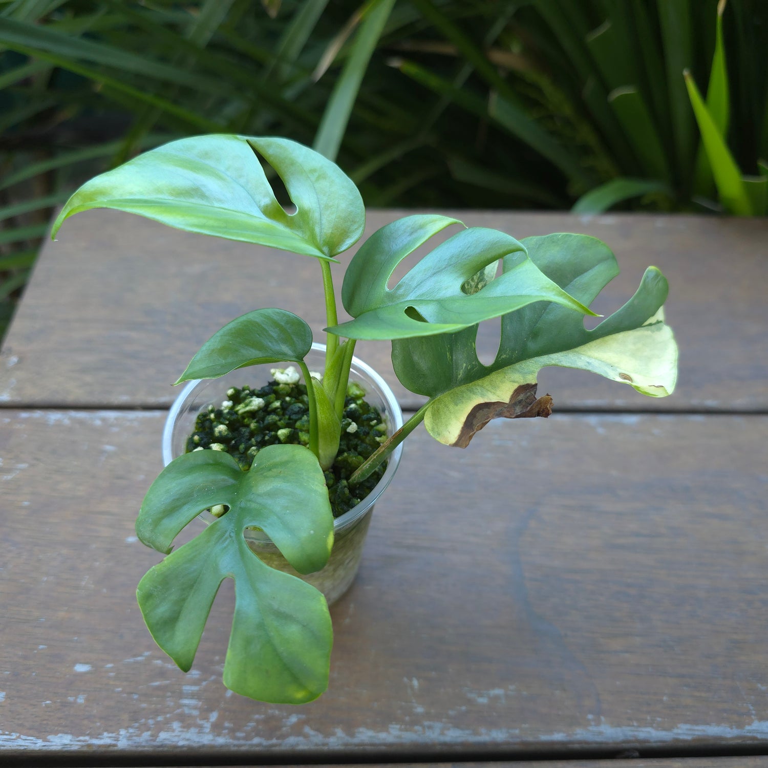 Rare Raphidophora Tetrasperma Albo Variegated - *Unvariegated*