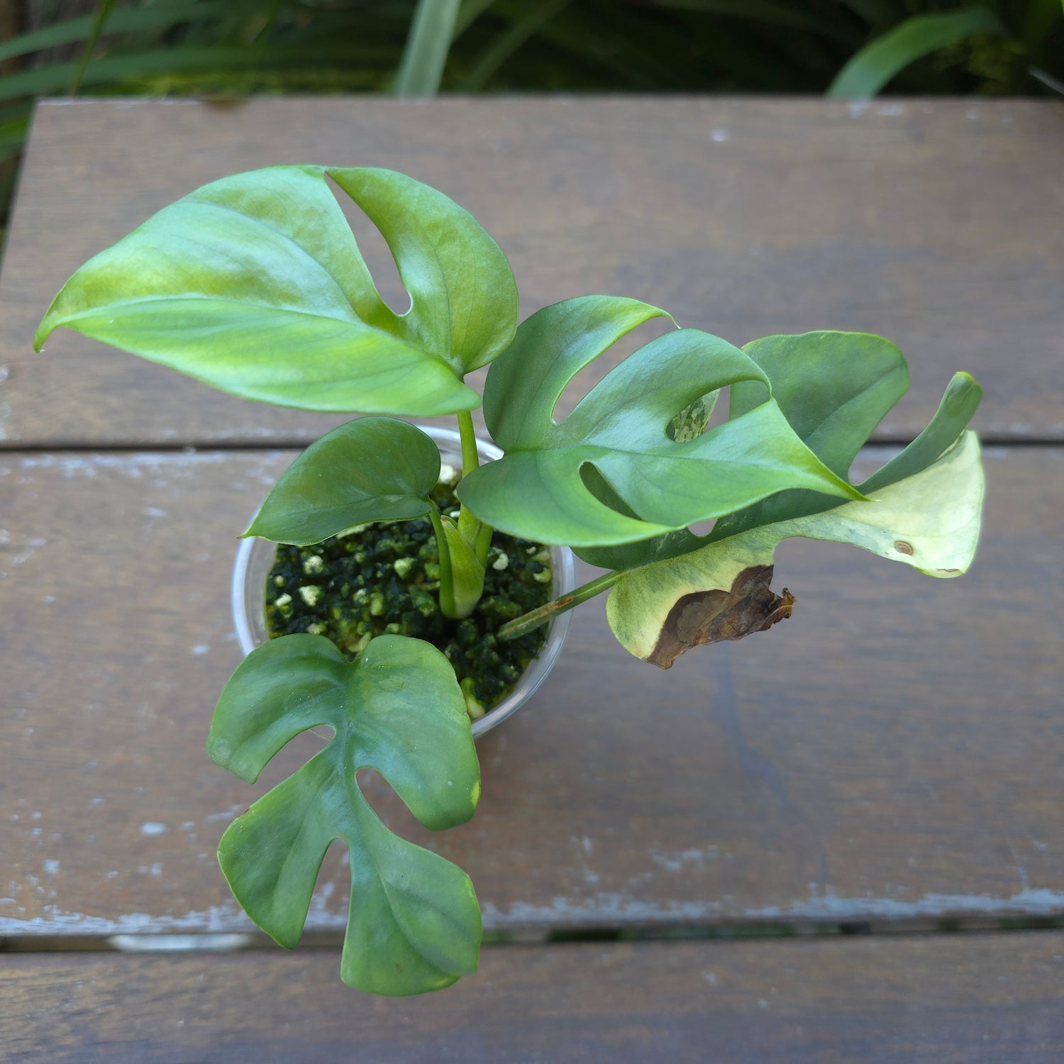 Rare Raphidophora Tetrasperma Albo Variegated - *Unvariegated*