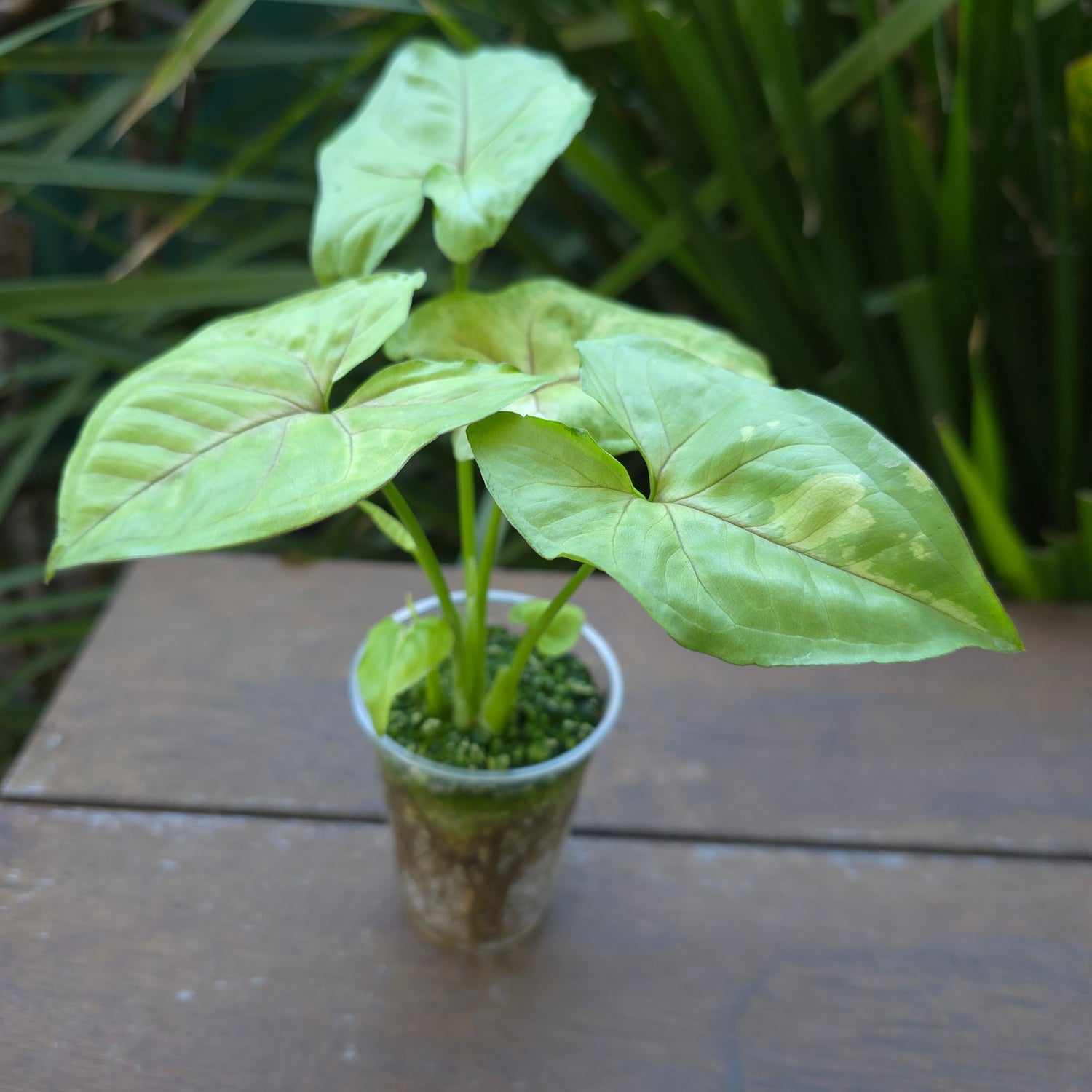 Rare Syngonium Gold Allusion low variegation plant (A) non tc