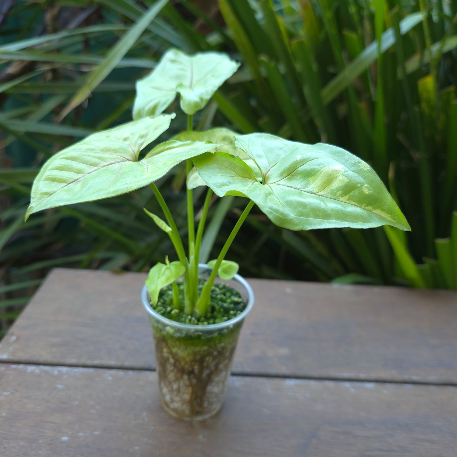 Rare Syngonium Gold Allusion low variegation plant (A) non tc