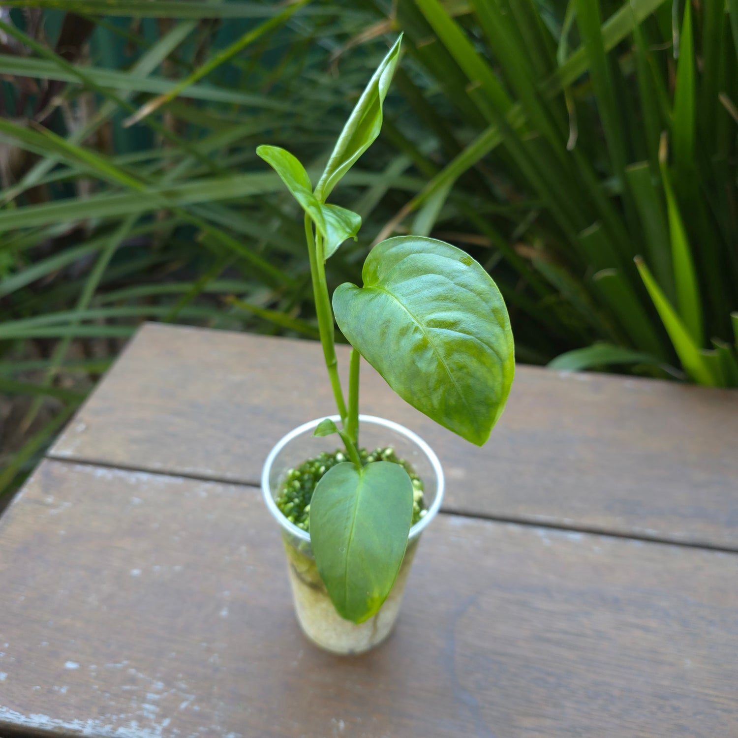 Rare Monstera Laniata Aurea- reverted/ no variegation est plant non tc