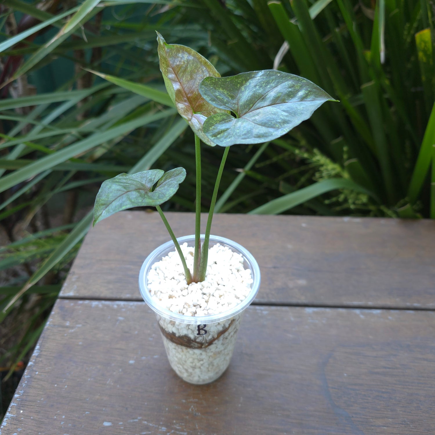 Rare Syngonium Matcha Sprinkle established plant (B)