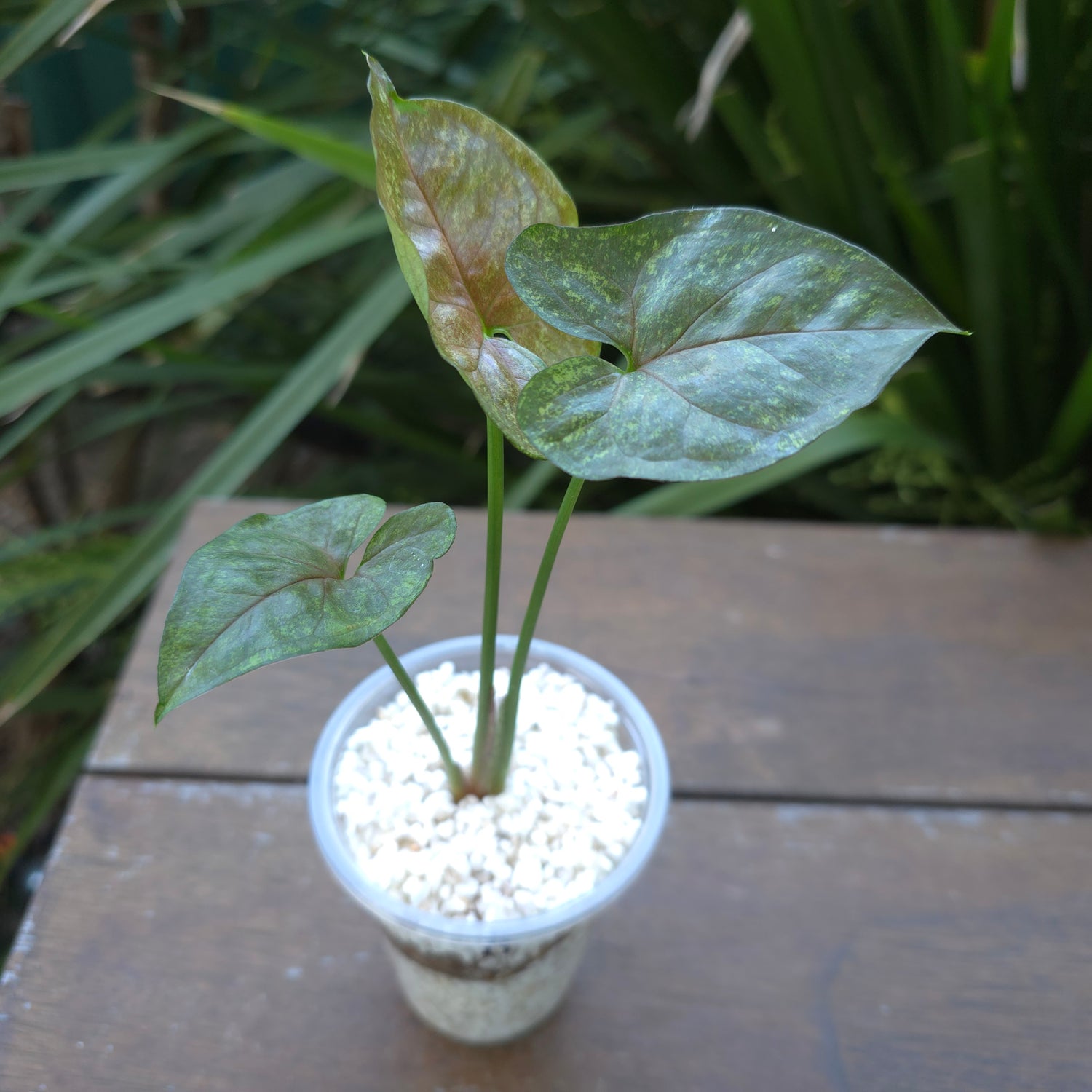 Rare Syngonium Matcha Sprinkle established plant (B)