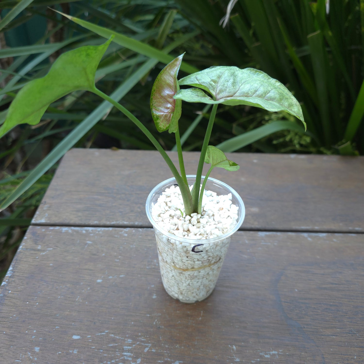 Rare Syngonium Matcha Sprinkle established plant (C) non tc