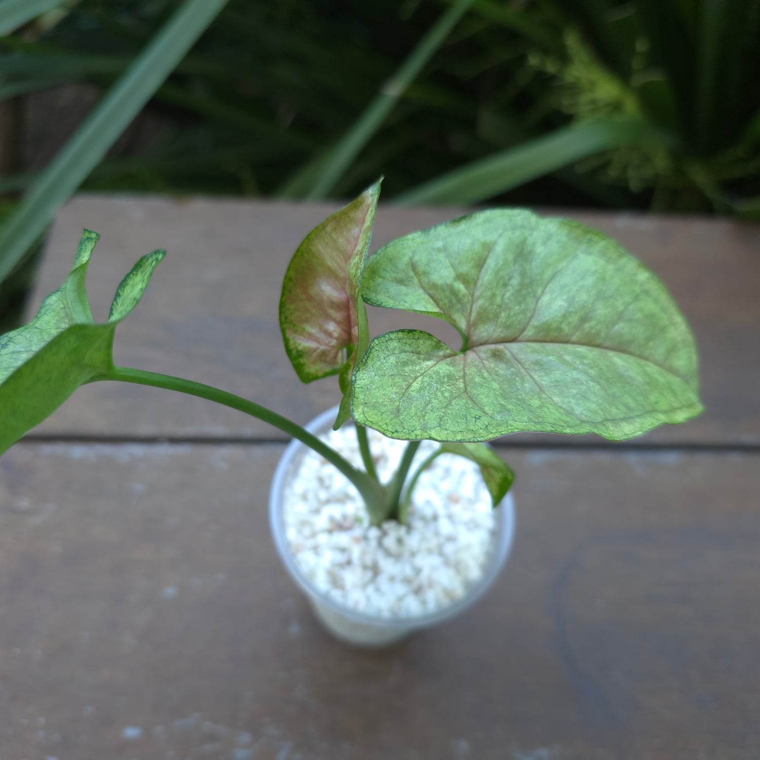 Rare Syngonium Matcha Sprinkle established plant (C) non tc