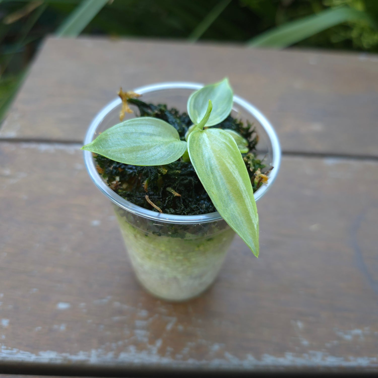 Rare Philodendron Silversword Variegated Established plant highly variegated! Non tc