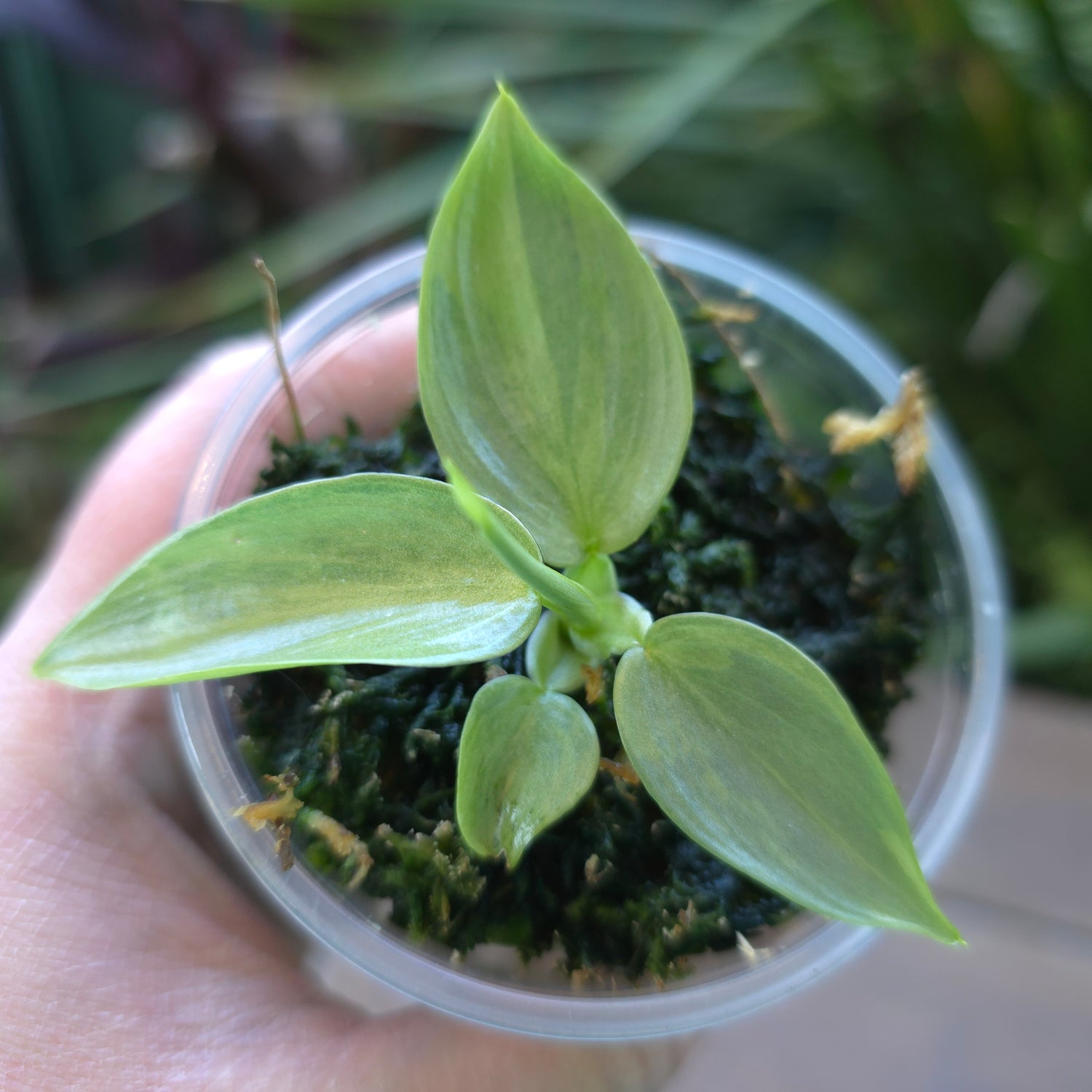 Rare Philodendron Silversword Variegated Established plant highly variegated! Non tc