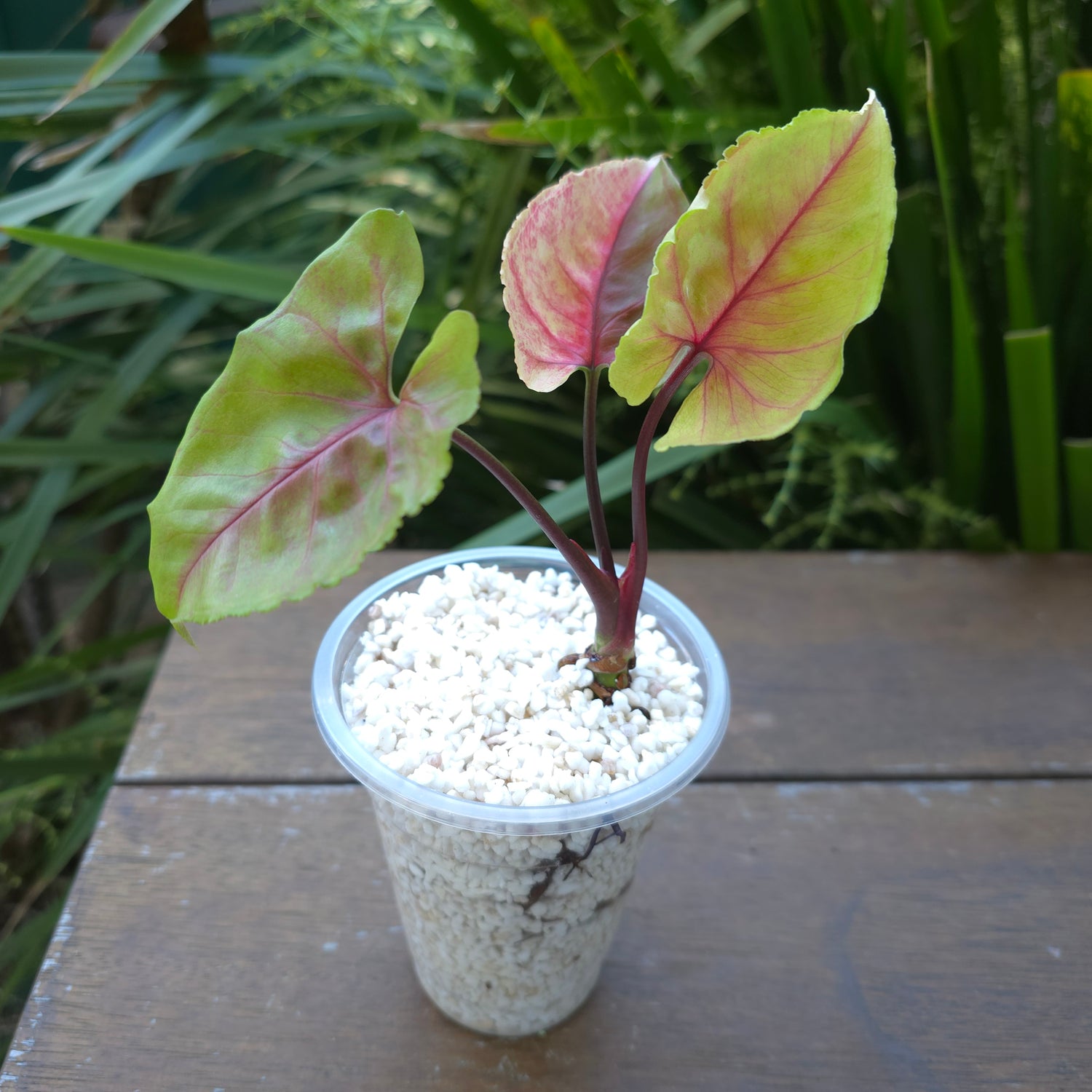 Rare Syngonium Strawberry Ice established plant (A)