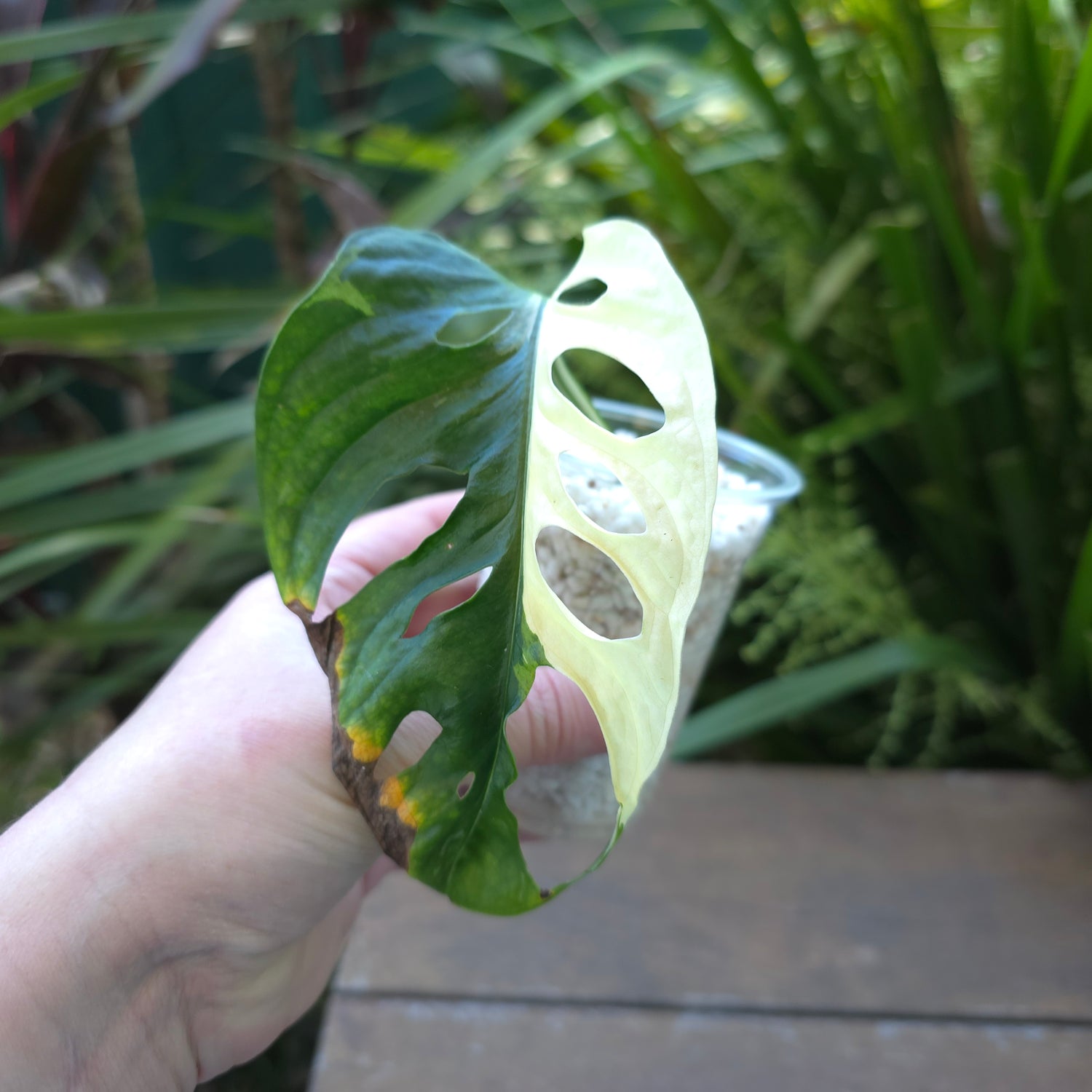 Rare Monstera Adansonii Albo Variegated established plant non tc (A)