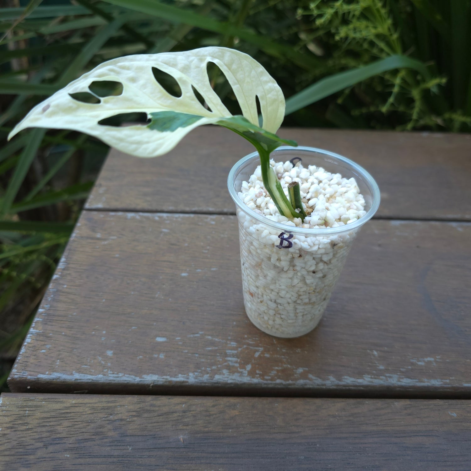 Rare Monstera Adansonii Albo Variegated Rooted cutting + New growth (B) Non tc