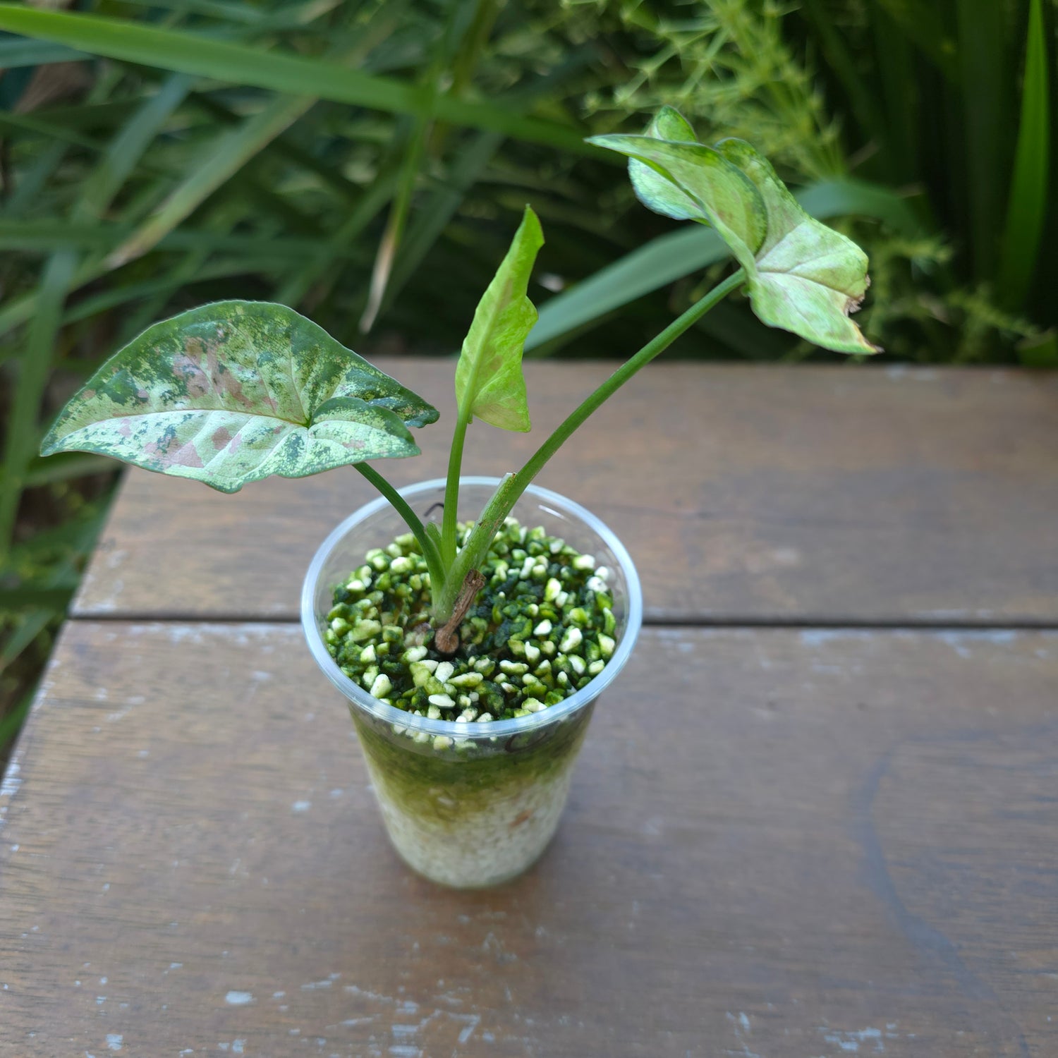 Rare Syngonium Confetti Tricolour established plant (C)non tc