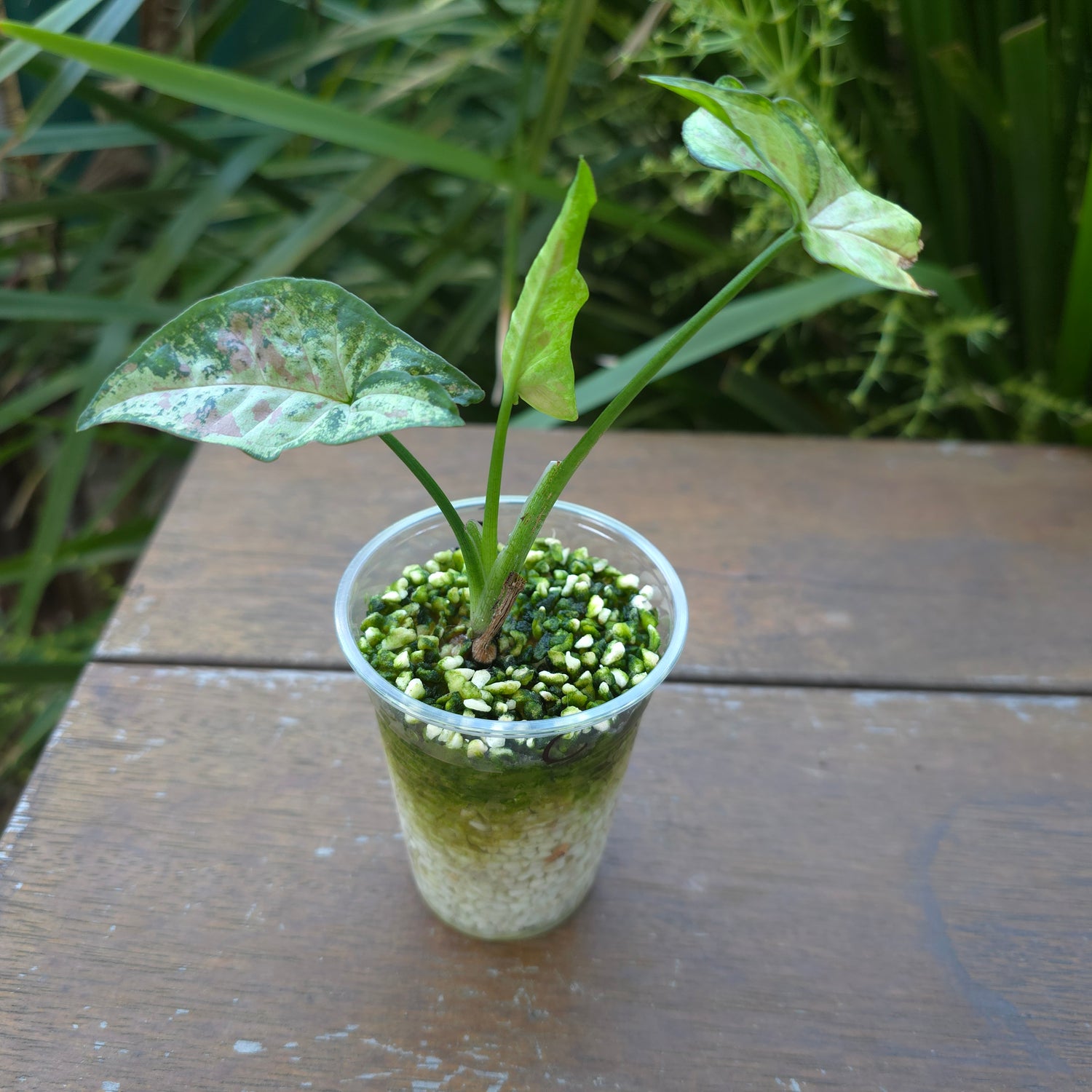 Rare Syngonium Confetti Tricolour established plant (C)non tc