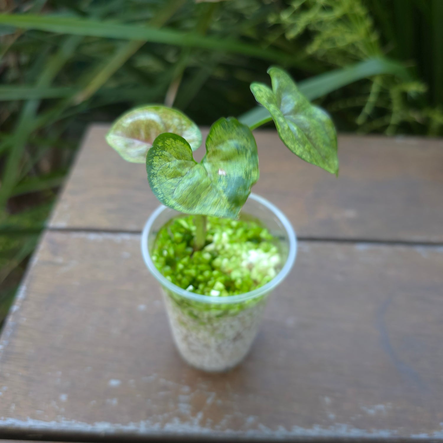 Rare Syngonium Matcha Sprinkle established plant Non TC