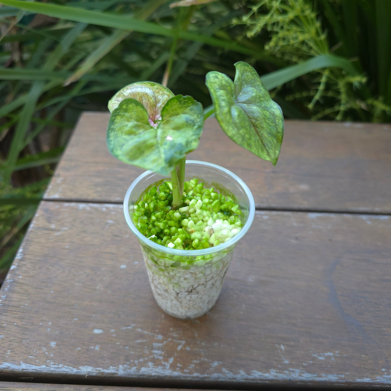 Rare Syngonium Matcha Sprinkle established plant Non TC