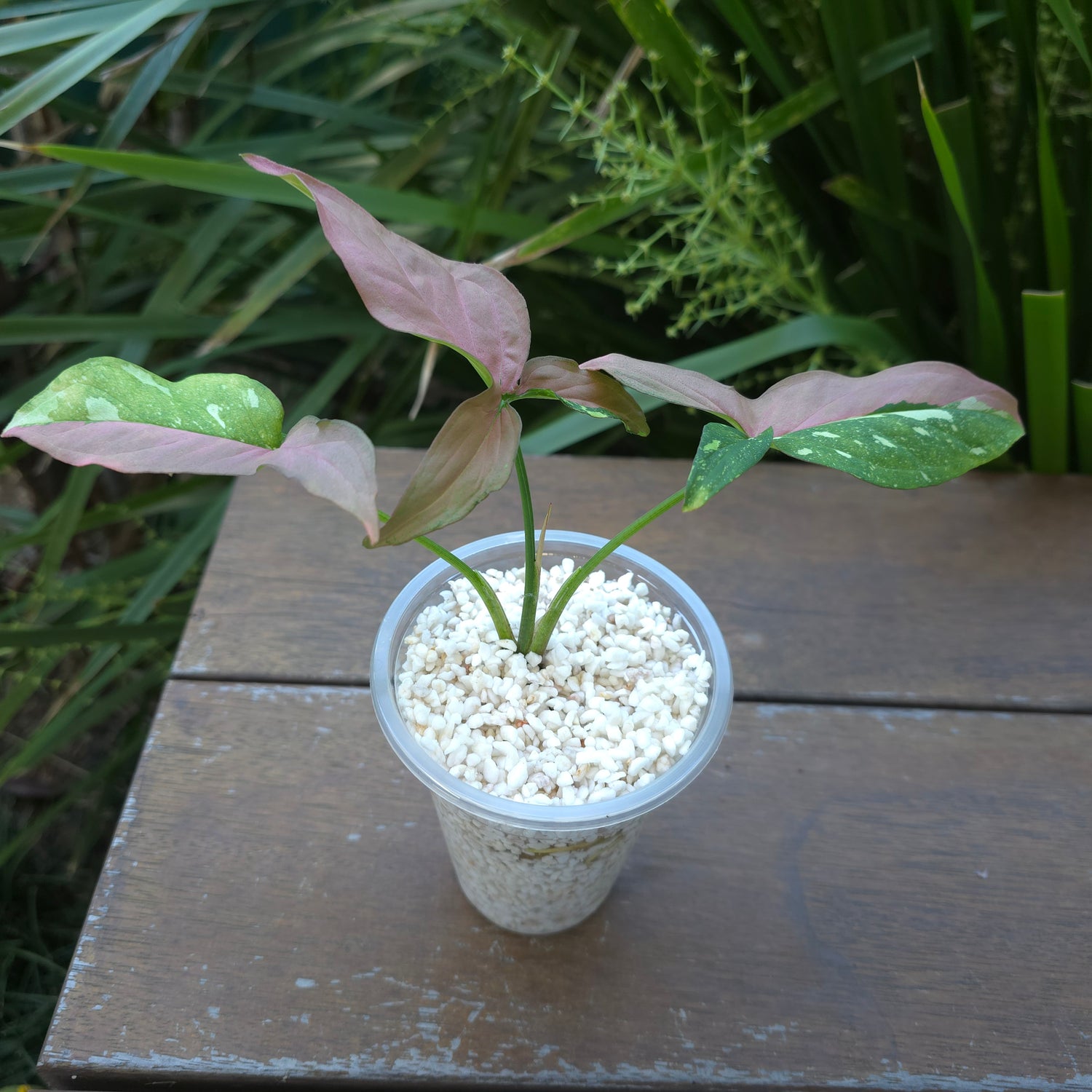 Rare Syngonium Redspot Tricolour established small Plant non tc