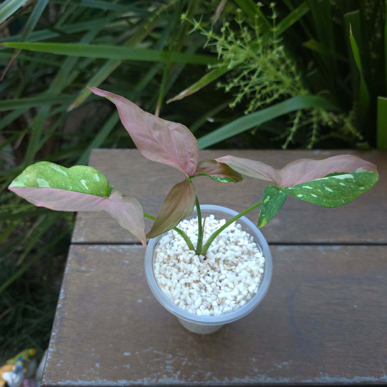 Rare Syngonium Redspot Tricolour established small Plant non tc