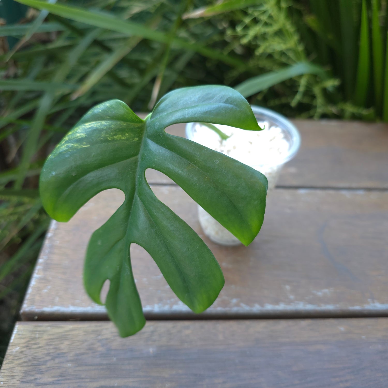 Rare Raphidophora Tetrasperma Aurea variegated Rooted Cutting non tc