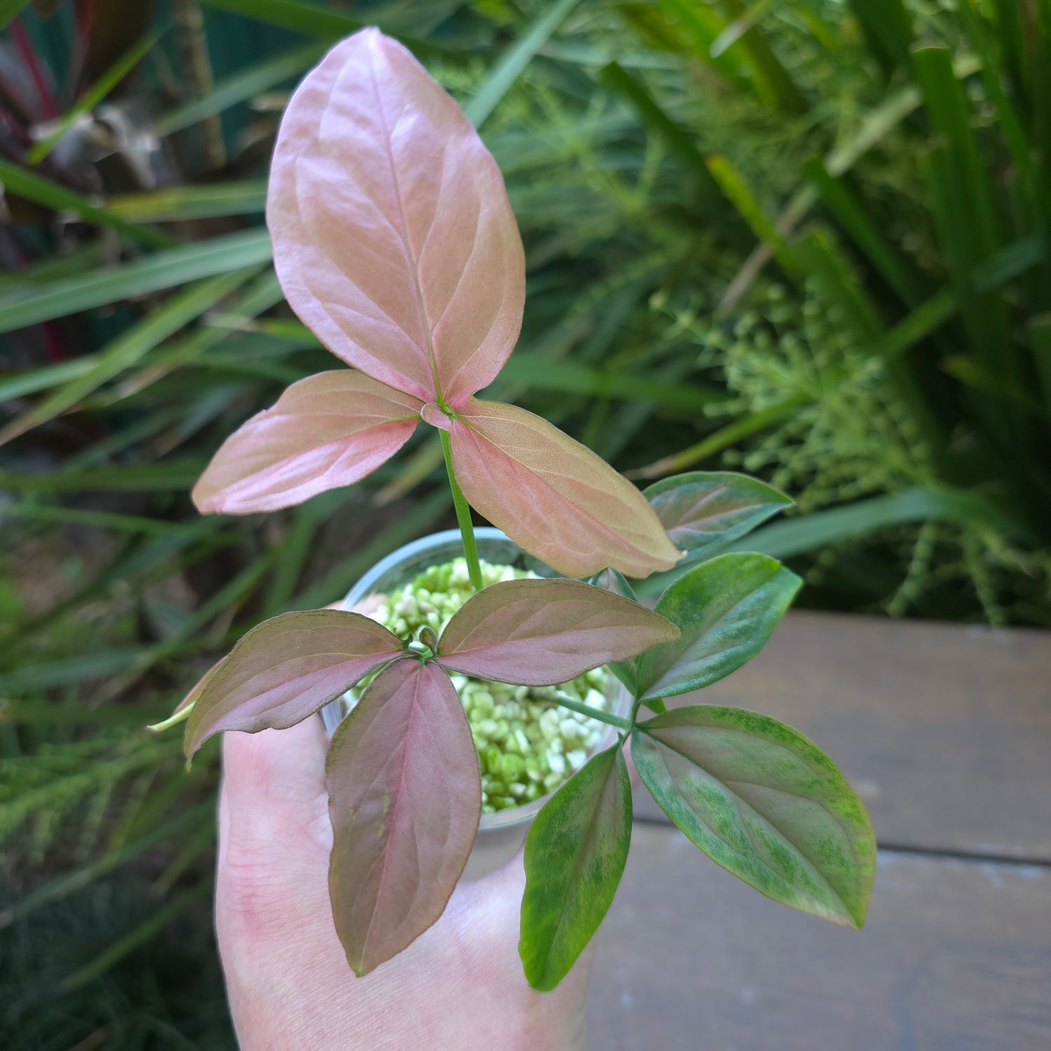 Syngonium Redspot Tricolour reverted plant (A)