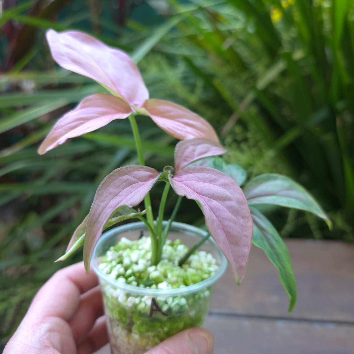 Syngonium Redspot Tricolour reverted plant (A)