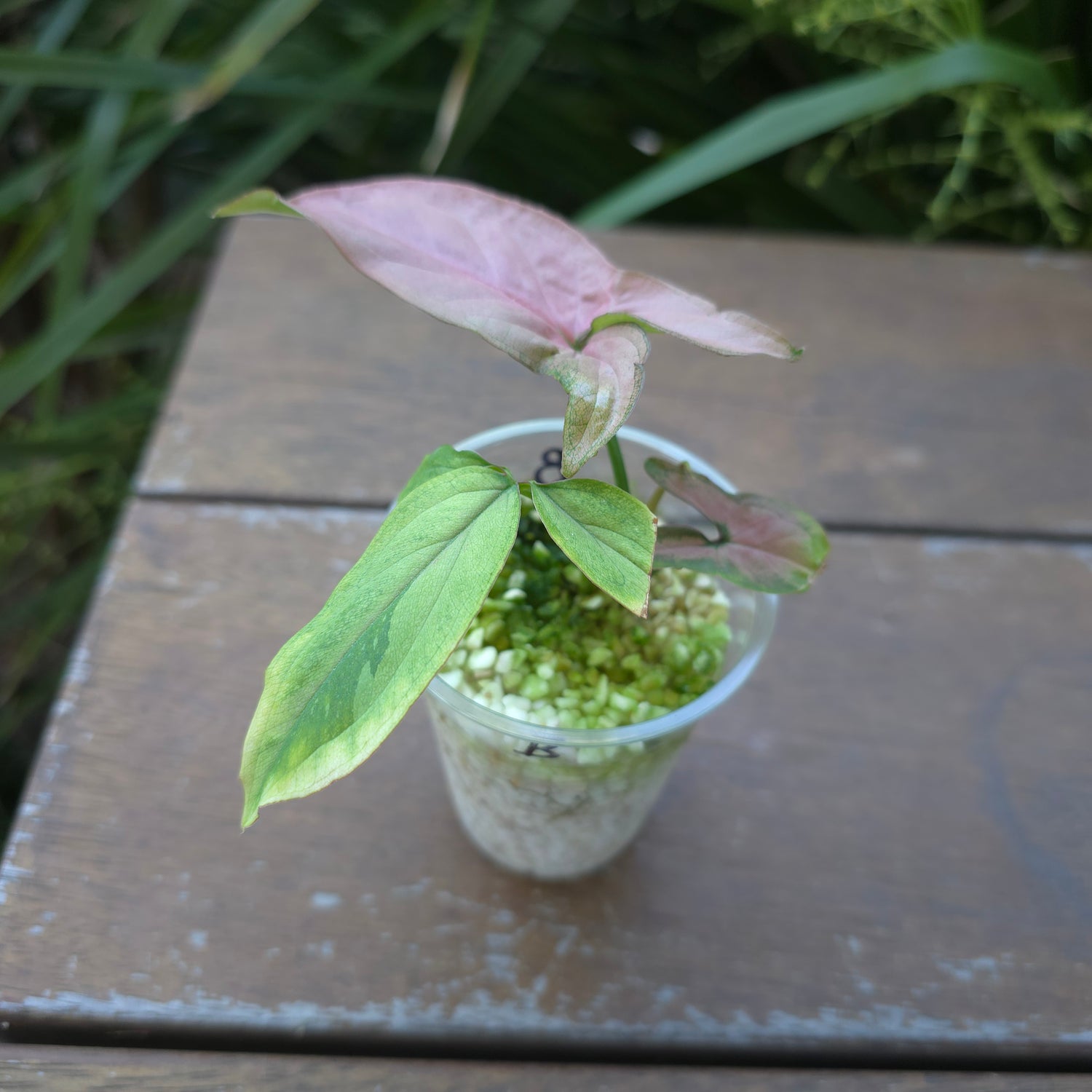 Syngonium Redspot Tricolour reverted plant (B) non tc