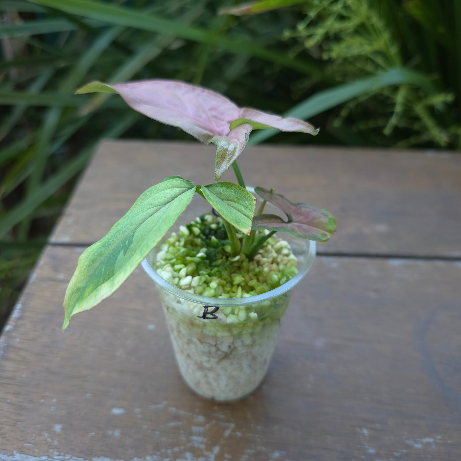 Syngonium Redspot Tricolour reverted plant (B) non tc