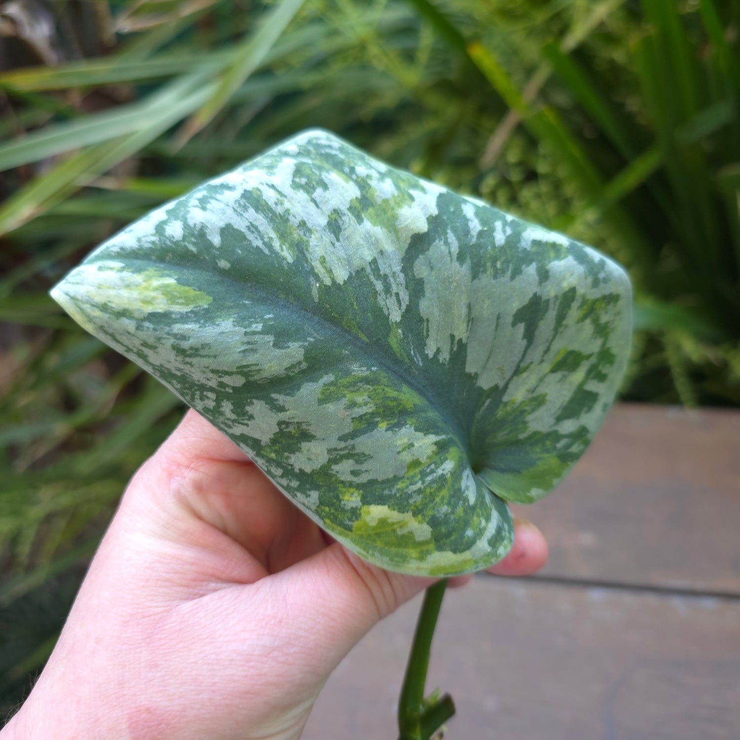 Rare Scindapsus Mayari Aurea variegated Rooted Cutting (A) non tc