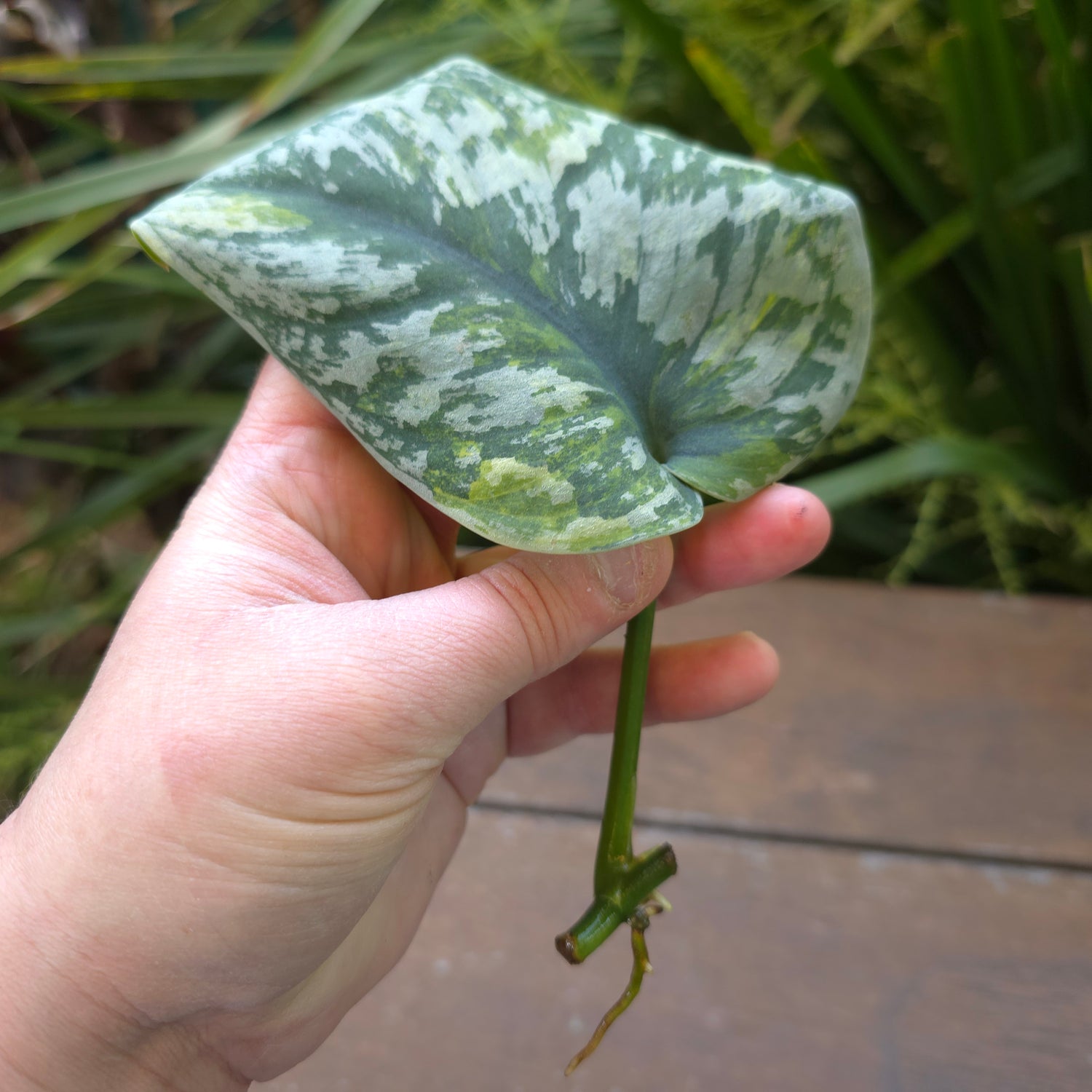 Rare Scindapsus Mayari Aurea variegated Rooted Cutting (A) non tc